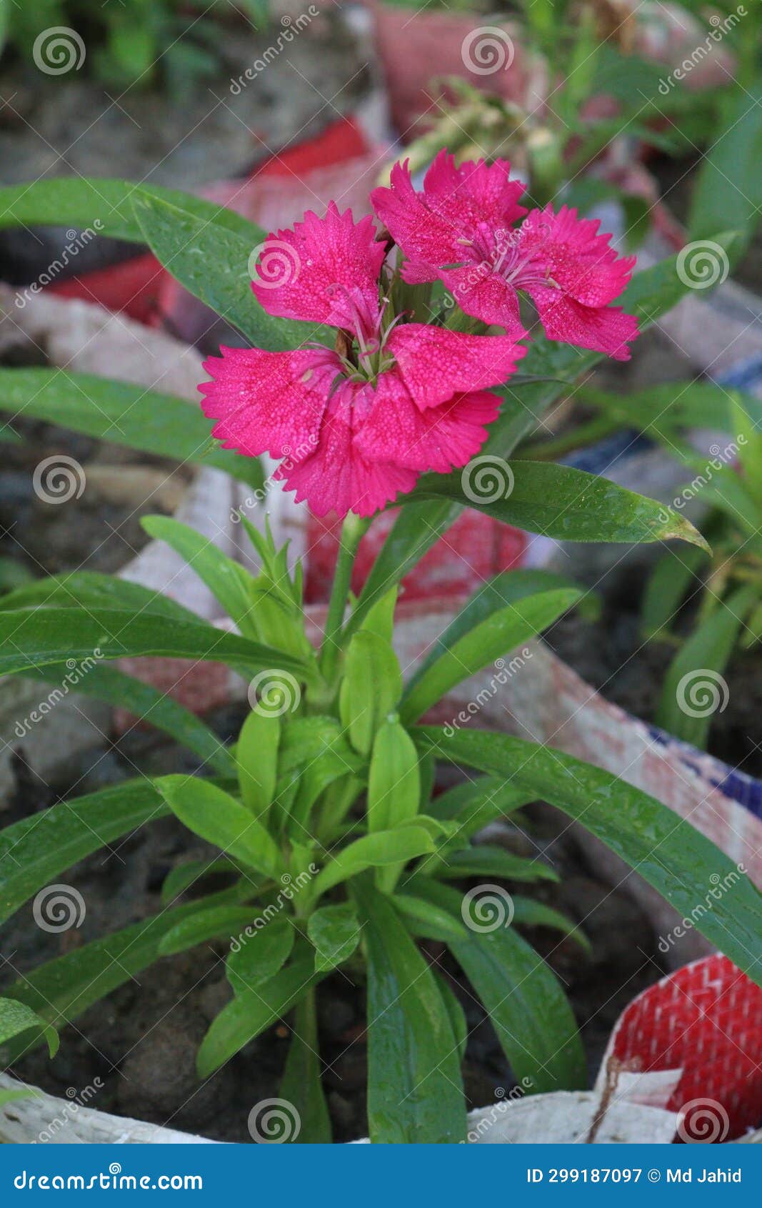 Telstar Carmine Rose Dianthus Flower Plant Stock Image - Image of ...