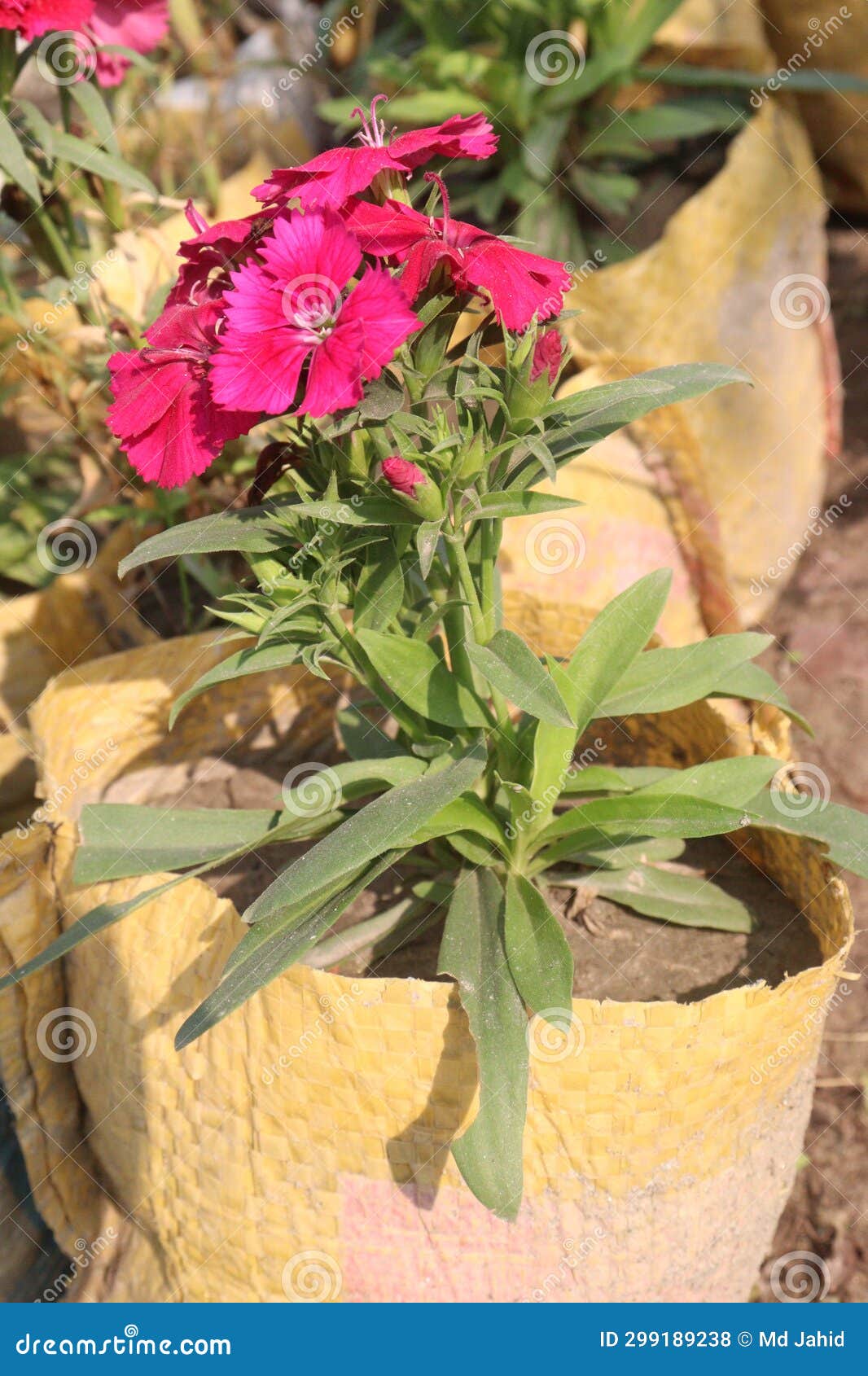 Telstar Carmine Rose Dianthus Flower Plant Stock Photo - Image of ...