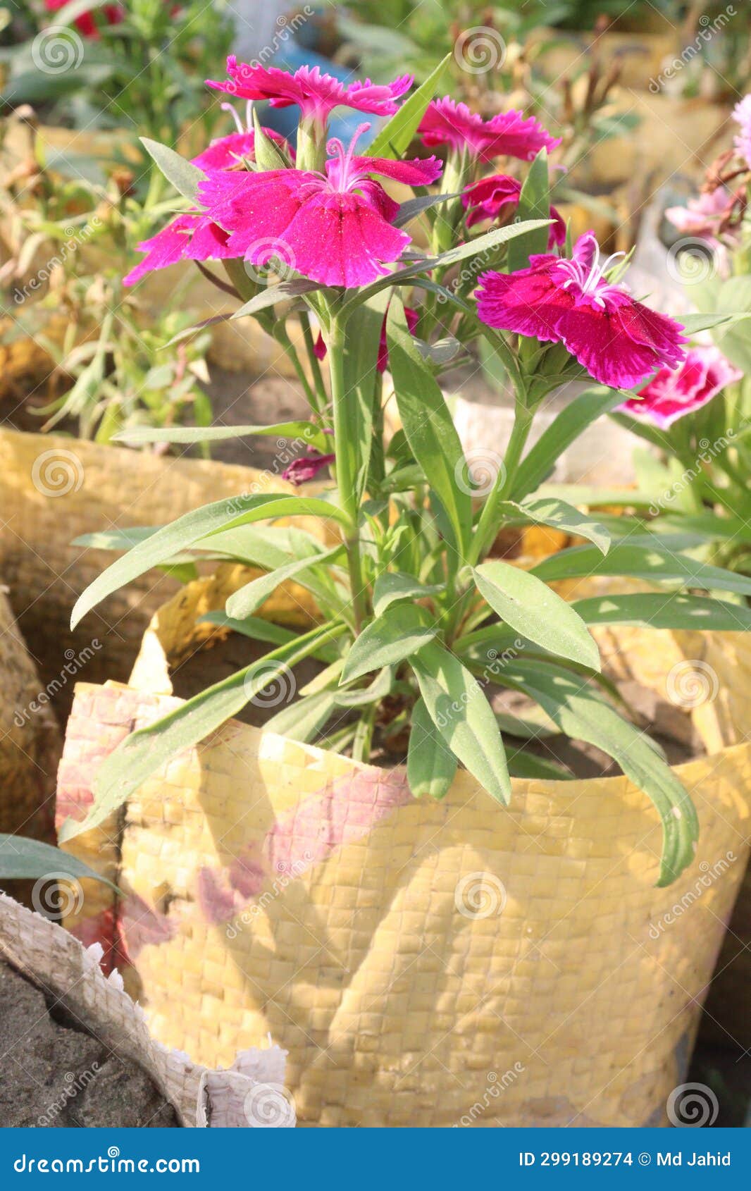 Telstar Carmine Rose Dianthus Flower Plant Stock Photo - Image of ...