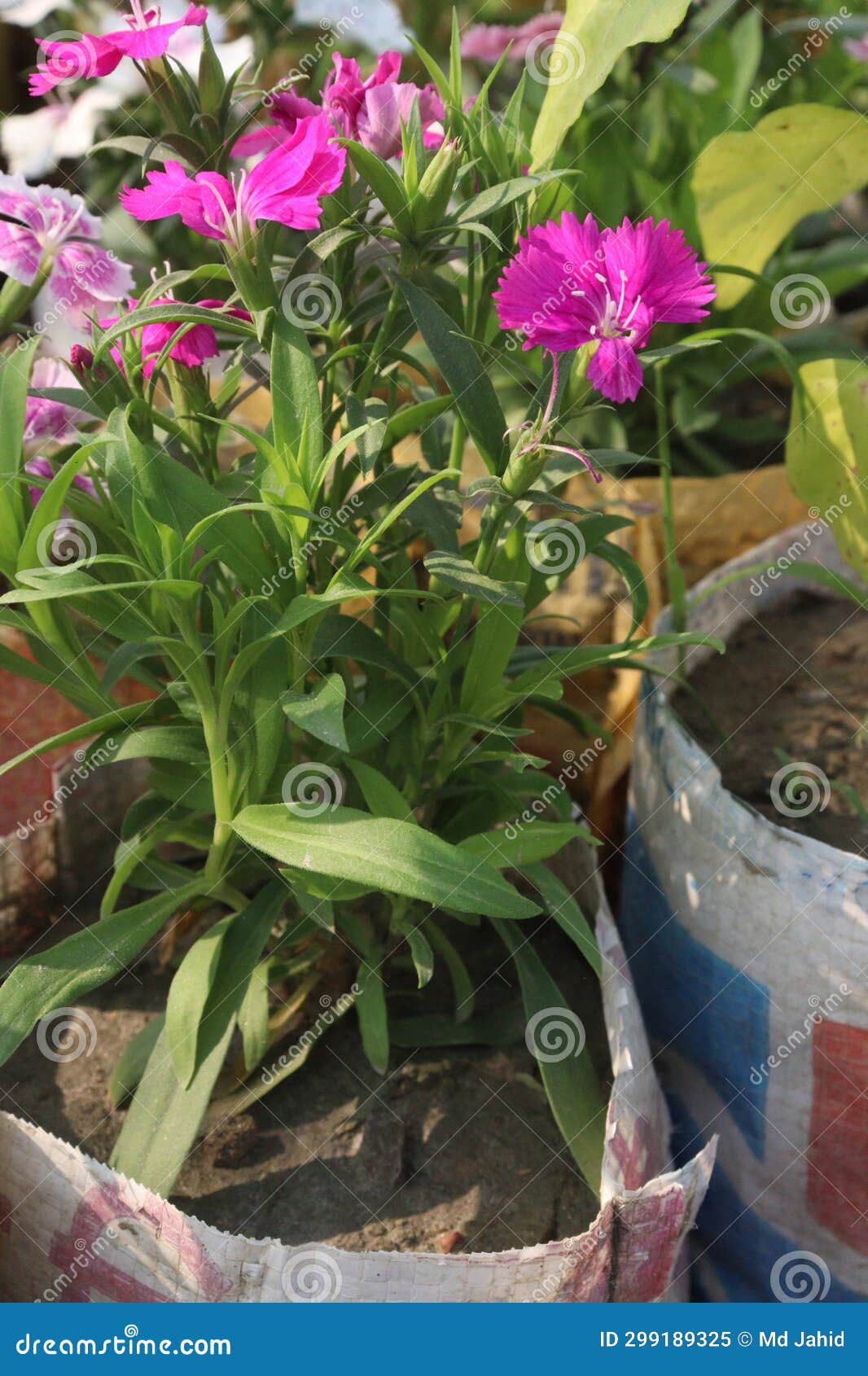 Telstar Carmine Rose Dianthus Flower Plant Stock Image - Image of ...