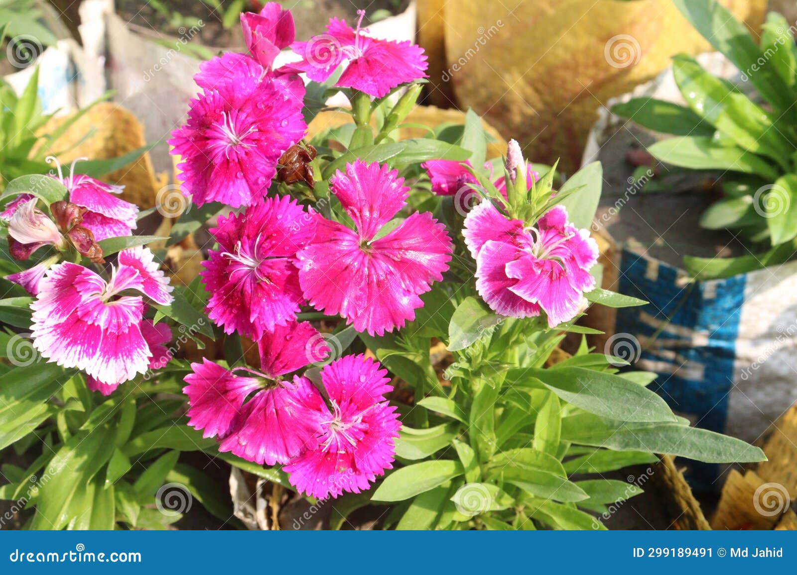Telstar Carmine Rose Dianthus Flower Plant Stock Image - Image of pink ...