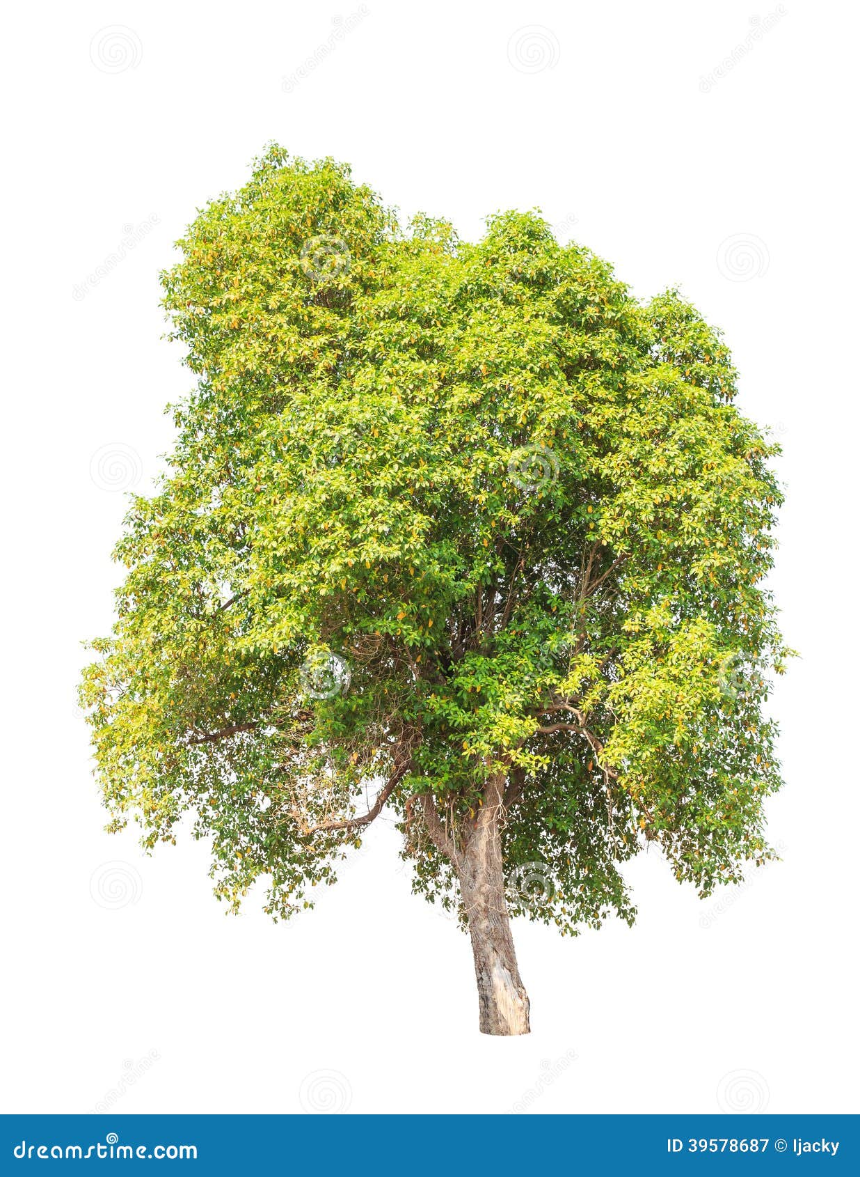 tembusu (fagraea fragrans) tree  on white