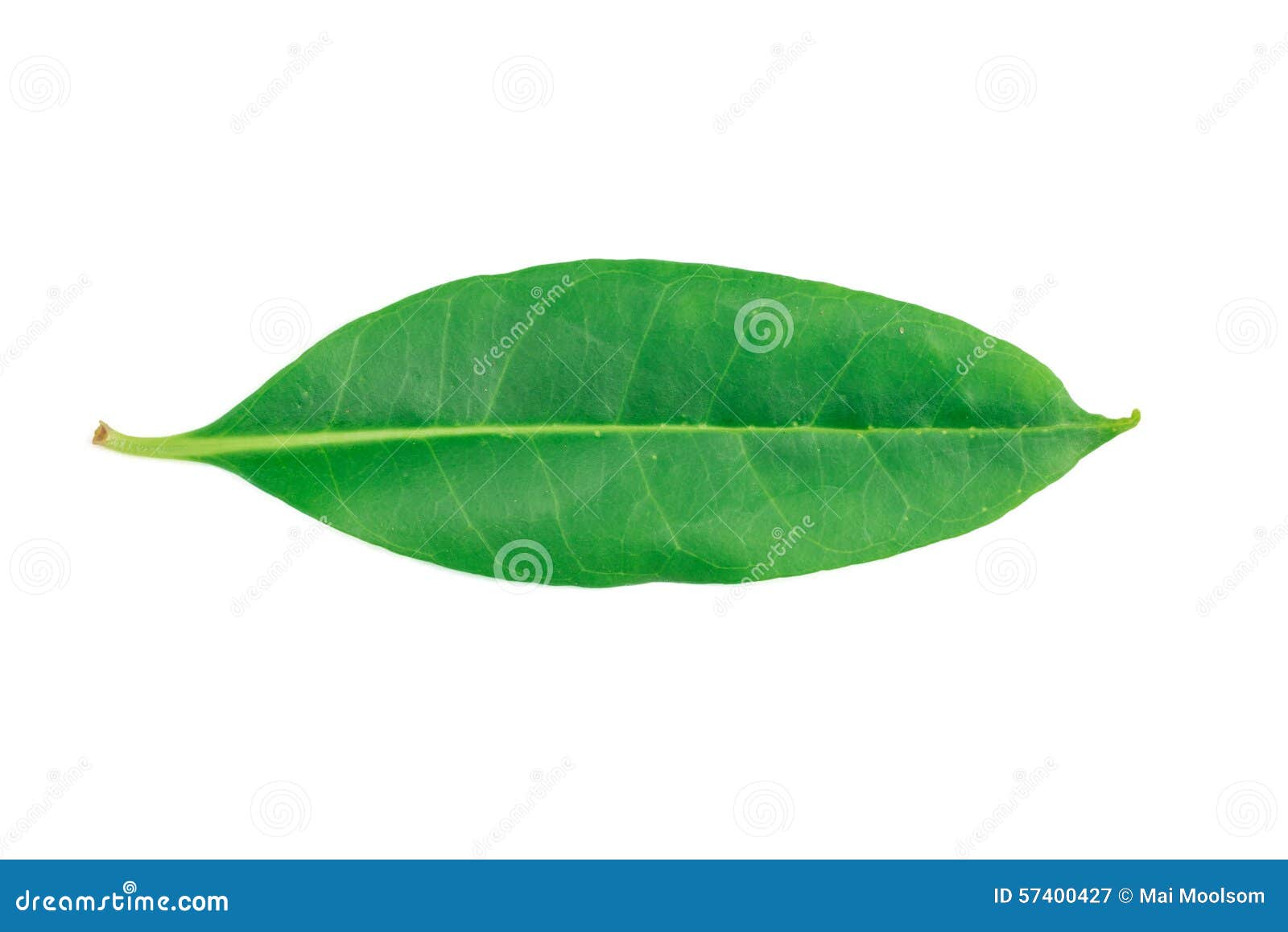 tembusu leaf (fagraea fragrans roxb.)  on white backgrou