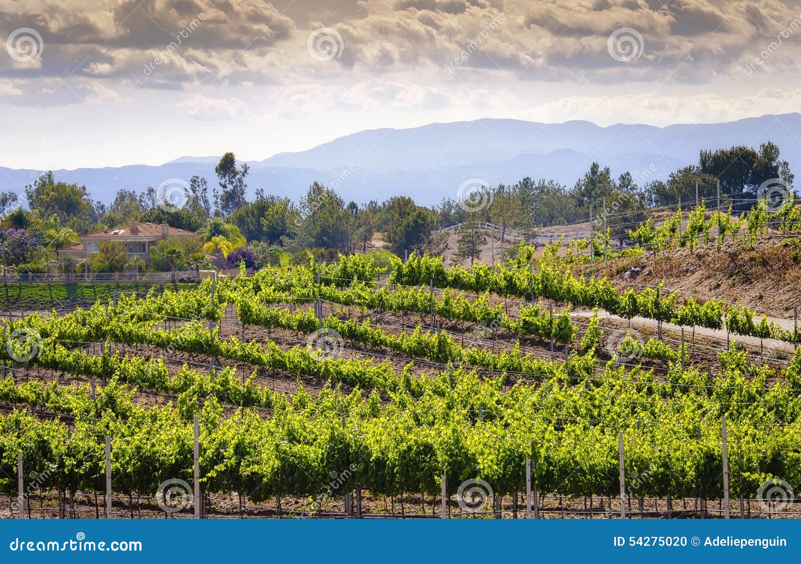 temecula wine country vineyards, california