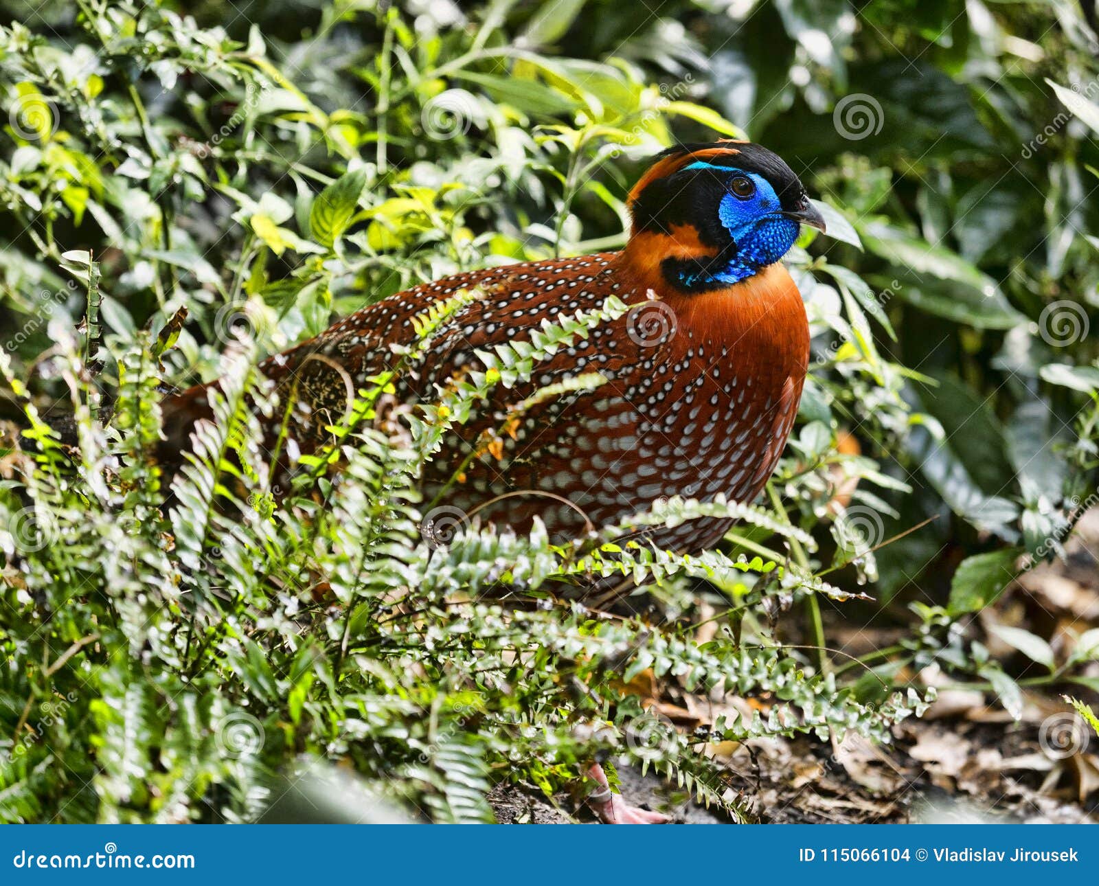 temminck`s tragopan, tragopan temminckii, is probably the most beautiful pheasant