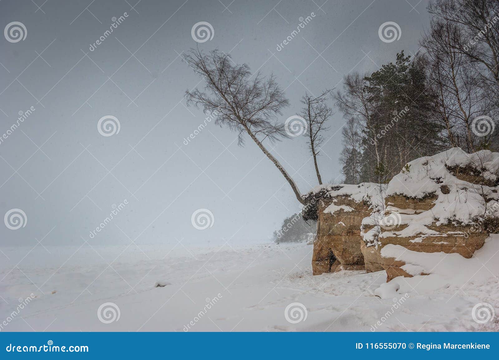 Tempete De Neige Dans La Foret Photo Stock Image Du Tempete Dans 116555070
