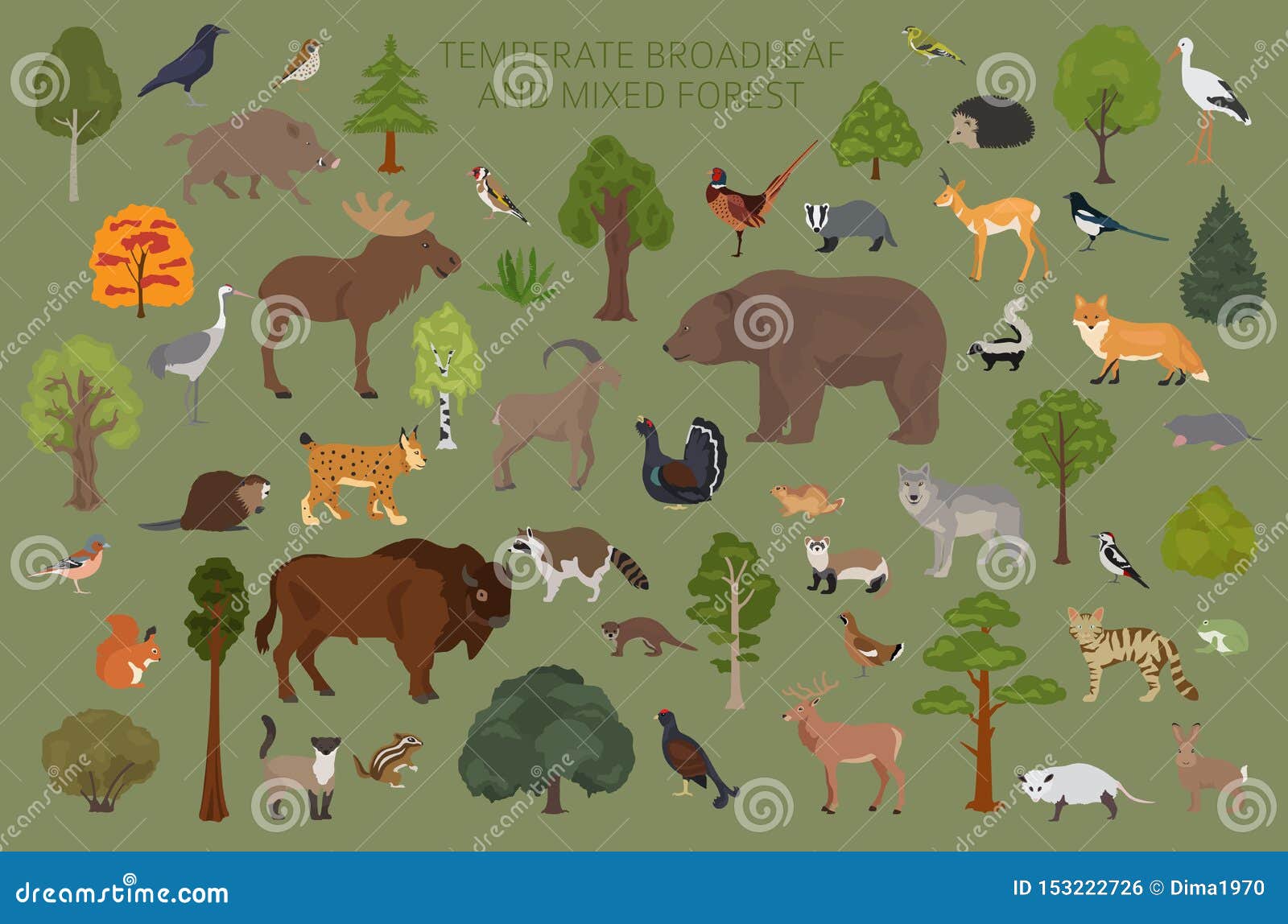 Лесные биомы животные