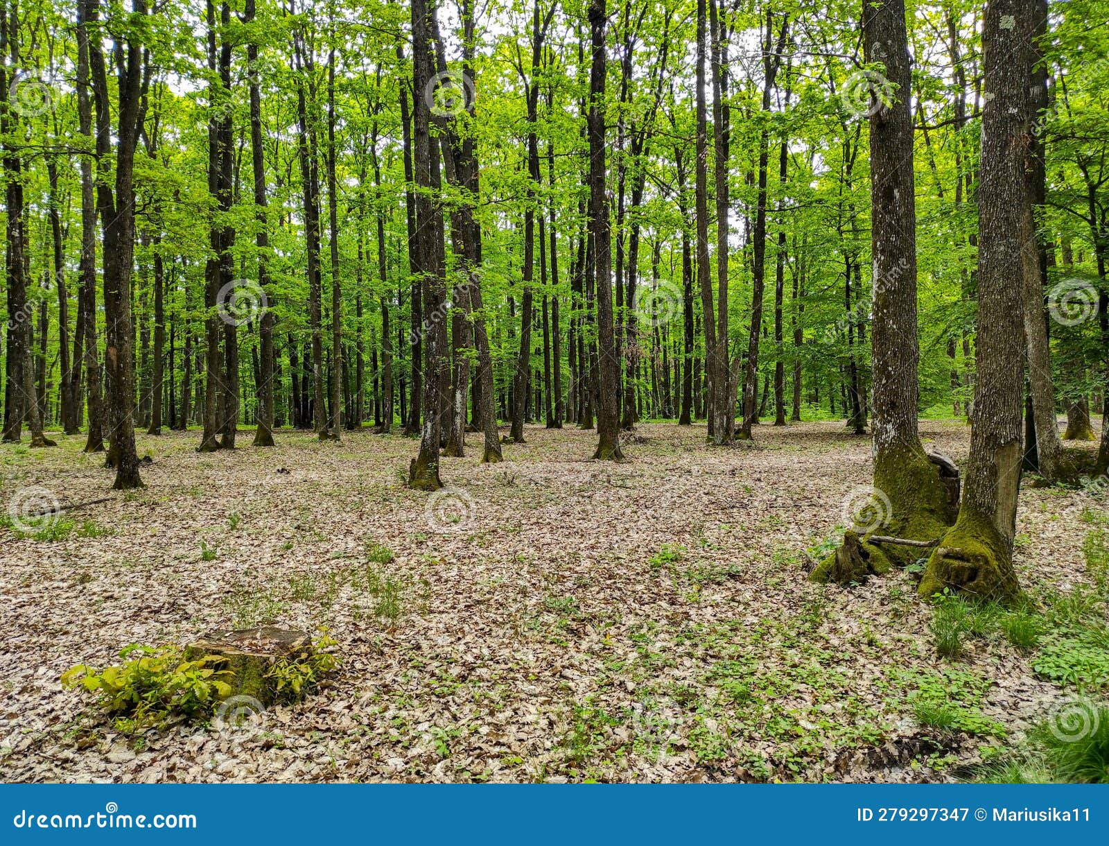 Temperate Climate Deciduous Forest in Romania Stock Image - Image of ...