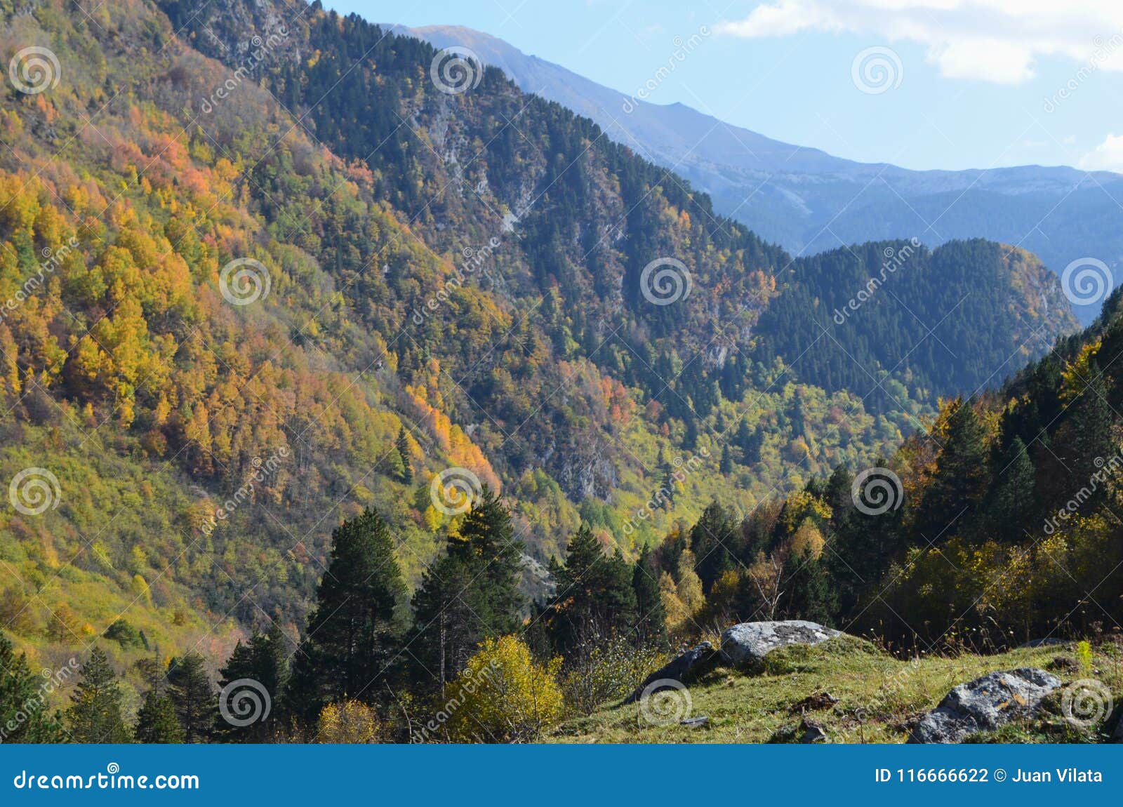 autumn colors in the mixed forests of posets-maladeta natural park, spanish pyrenees