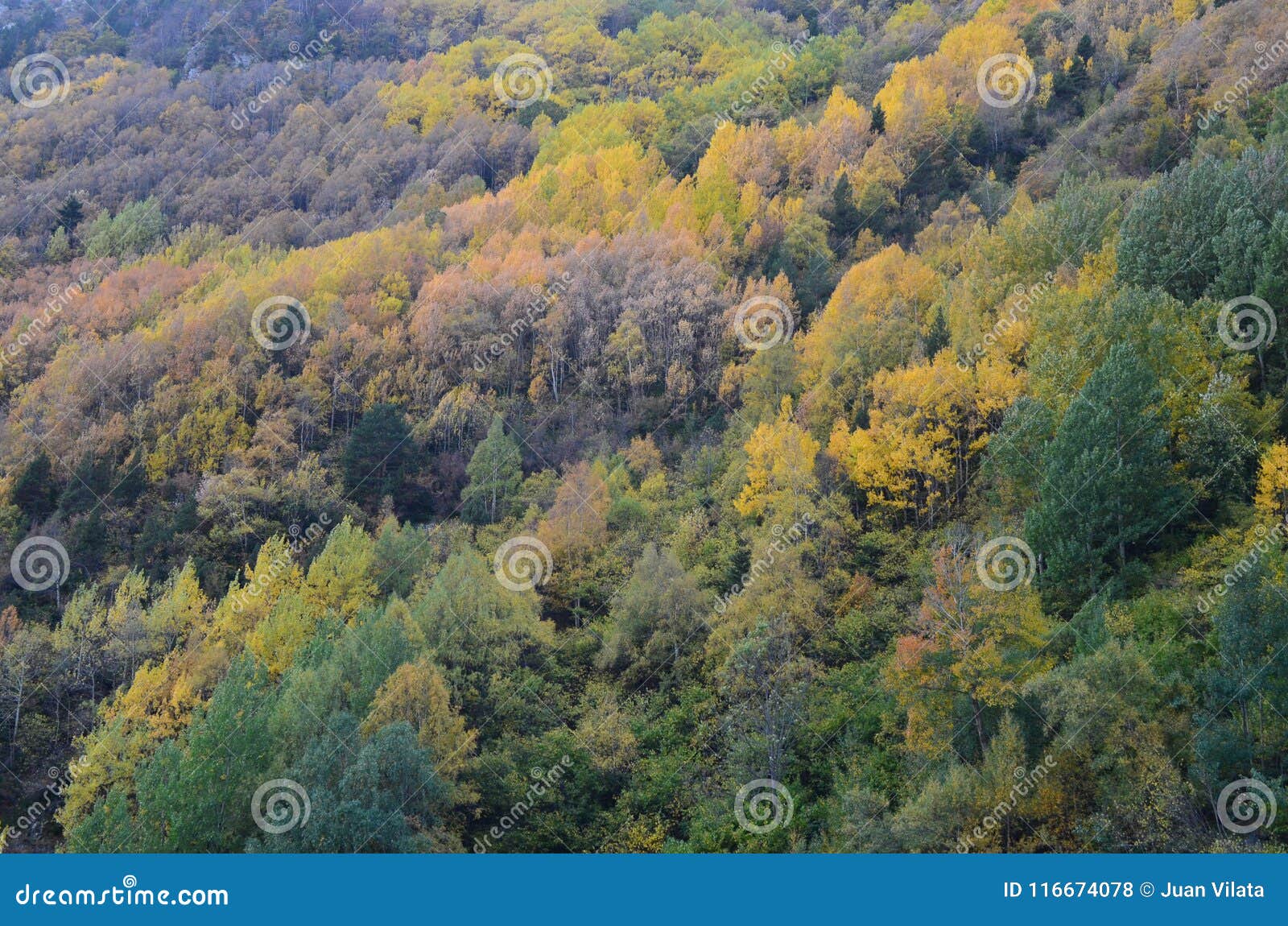 Autumn Colors In The Mixed Forests Of Posets Maladeta Natural Park Spanish Pyrenees Stock Photo Image Of Betula Abies Autumn Colors In The Mixed Forests Of Posets Maladeta Natural Park Spanish Pyrenees Stock Photo Image Of Betula Abies