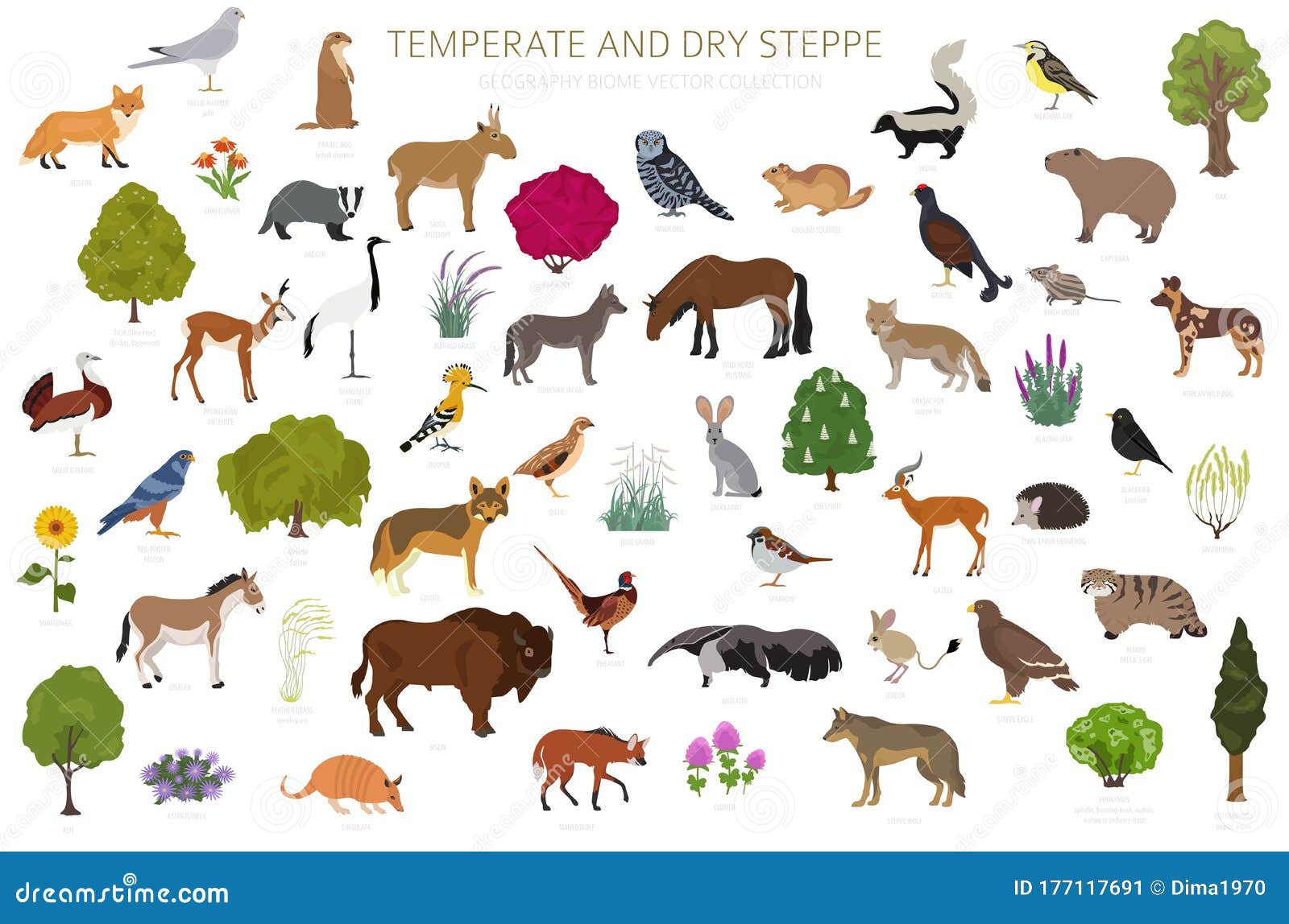 Temperate and Dry Steppe Biome, Natural Region Infographic. Prarie ...