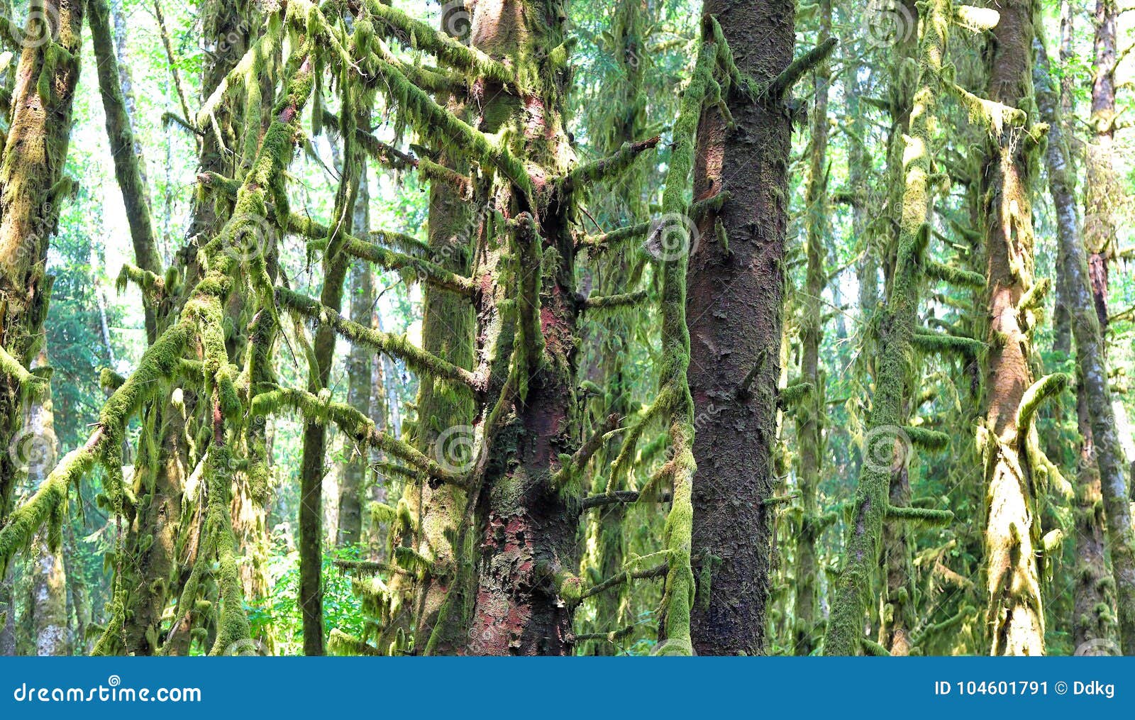 Temperate Rainforest, Oregon Stock Image Image of landscape