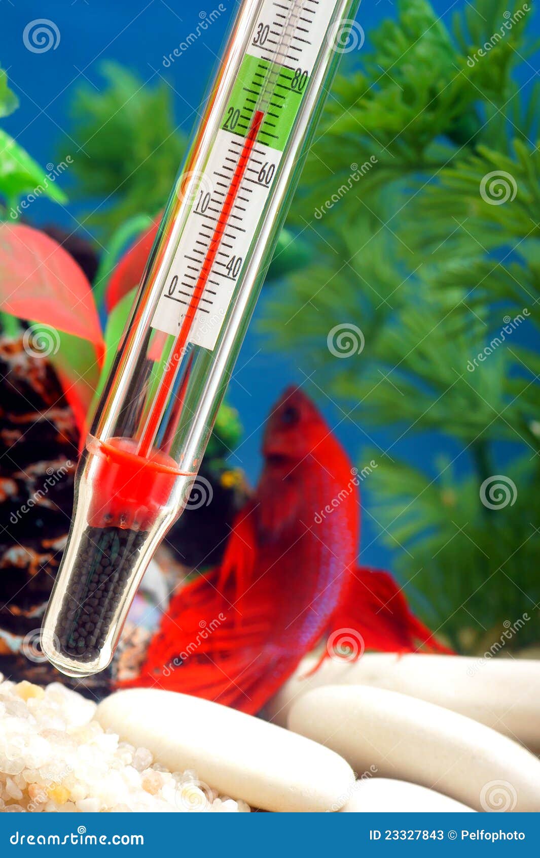Literatuur verbannen Monumentaal Temperatuur in Het Aquarium. Stock Afbeelding - Image of gezondheid,  vissen: 23327843