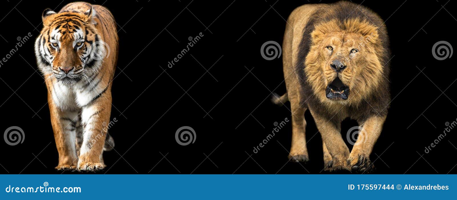 Template of Lion and Tiger with a Black Background Stock Photo ...