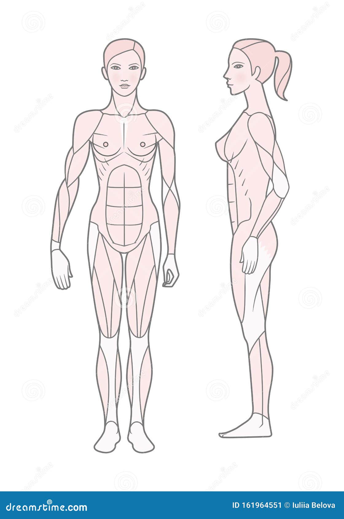 template. scheme of the muscular sistem of a woman. front and side view.  on white background