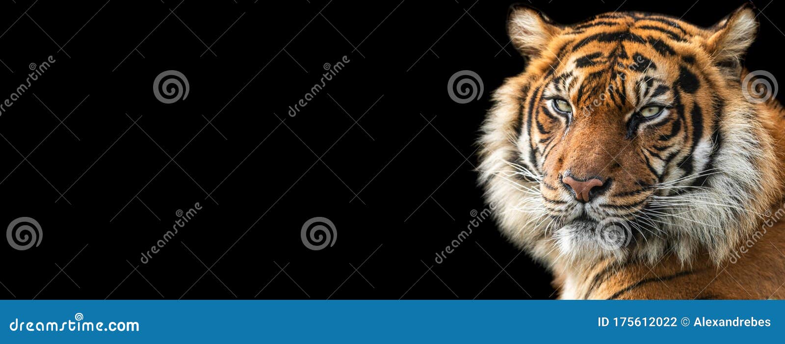 Template of Tiger with a Black Background Stock Illustration - Illustration  of drawing, isolated: 175612022
