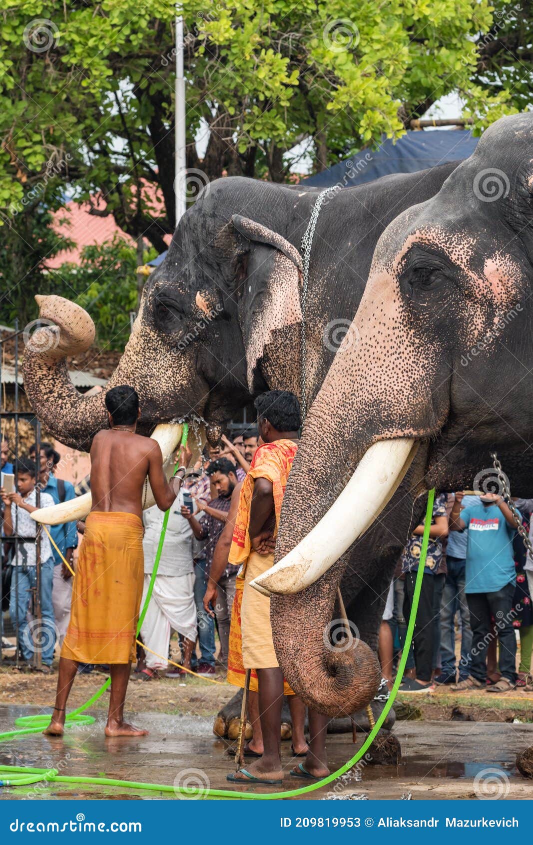 Temple Elephants in Siva Temple in Ernakulam, Kerala State, India Editorial  Stock Photo - Image of attraction, mammal: 209819953