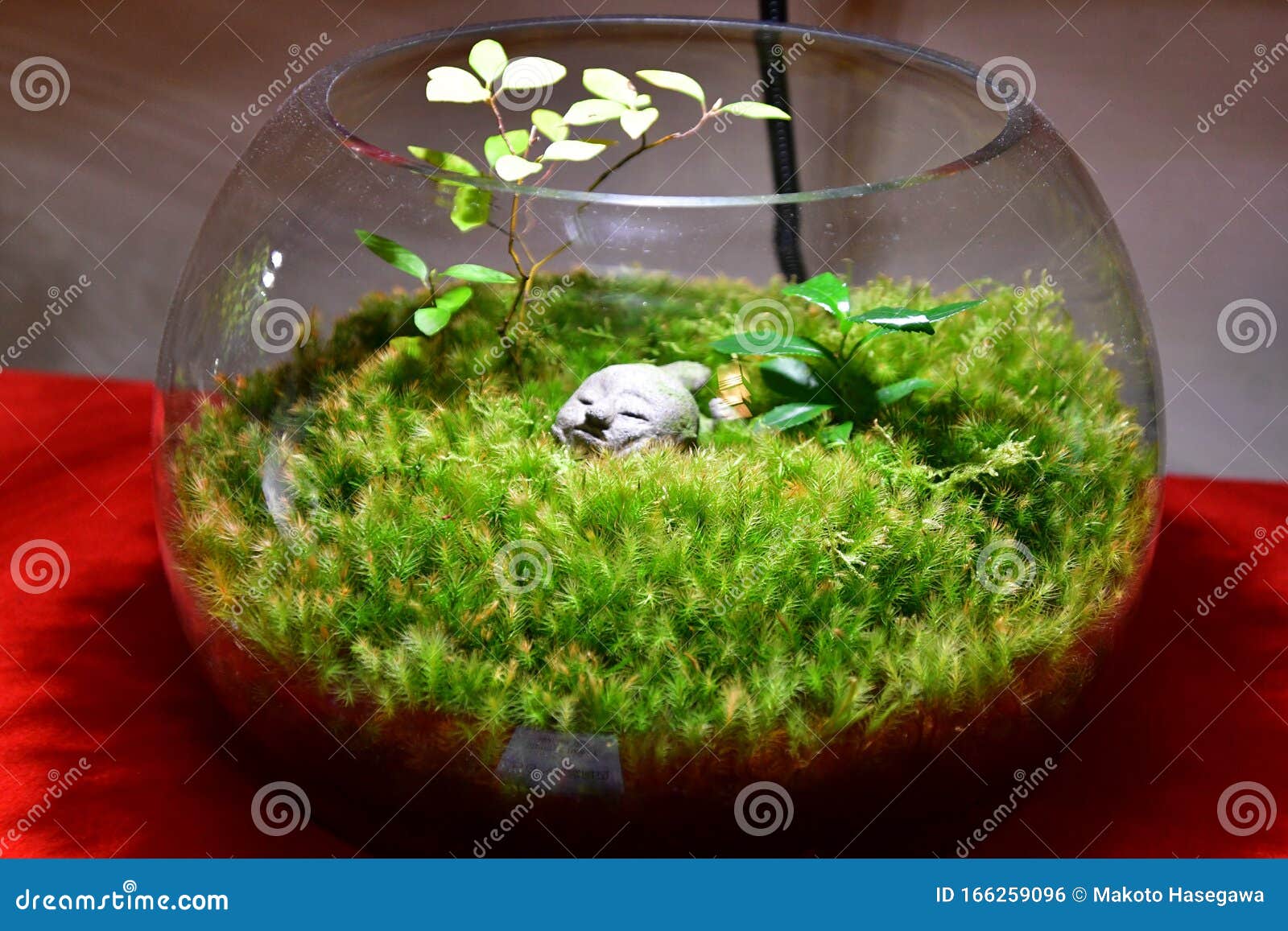 what are moss terrariums