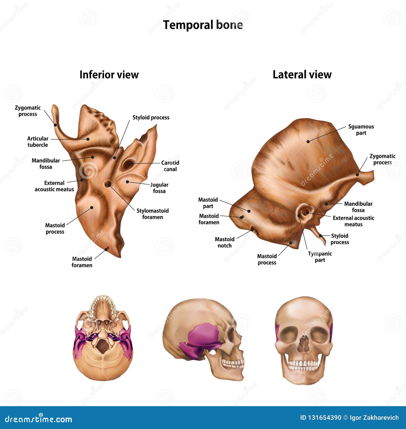 temporal bone. with the name and description of all sites