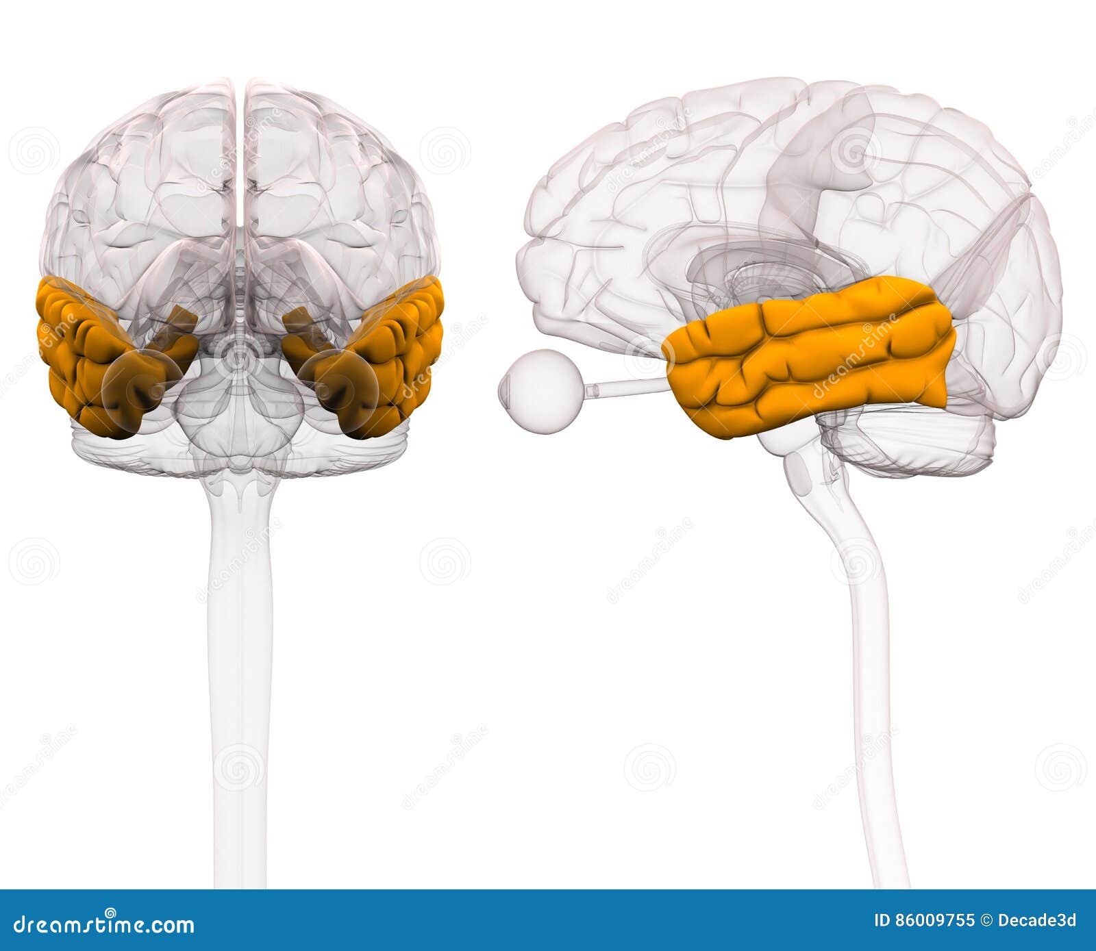 Illustration 3d Stock Illustrationer Biology Diagrams
