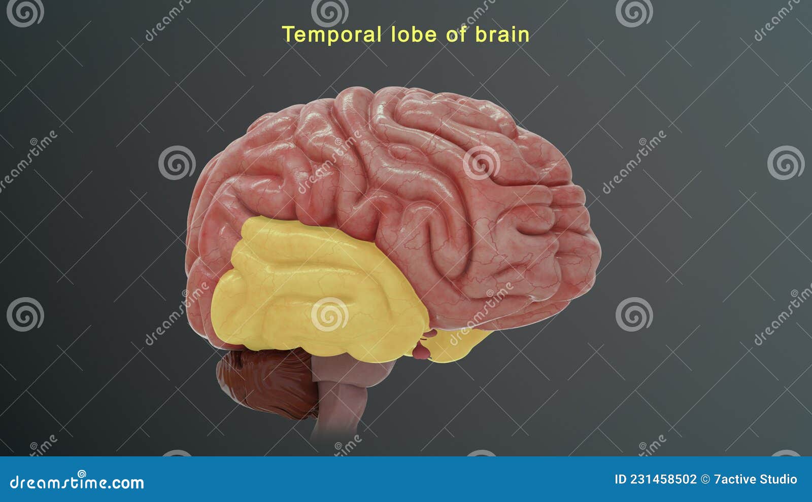 temporal lobe of human brain