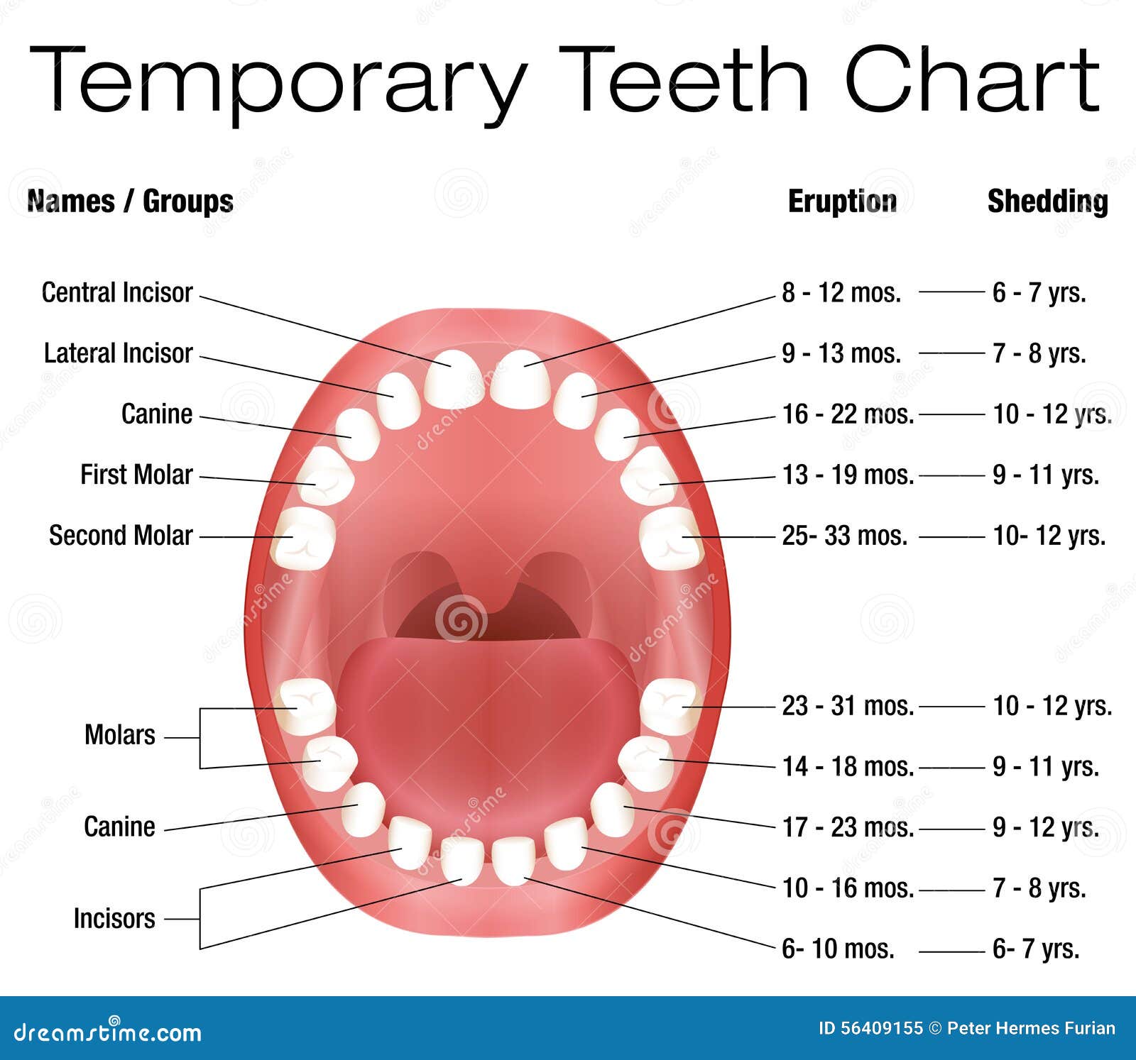 Temporary Teeth Primary Baby Eruption Shedding Chart Stock Vector