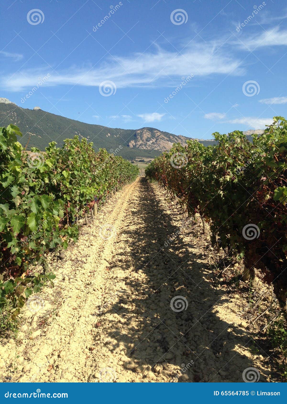 tempranillo - vineyard