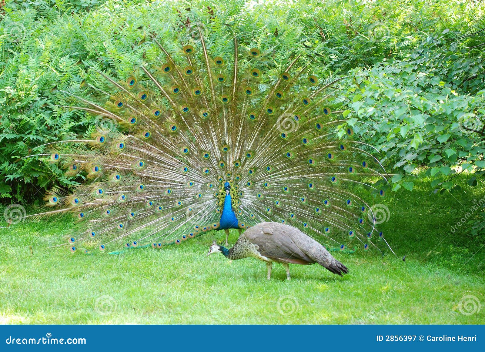 tempting peacock 4
