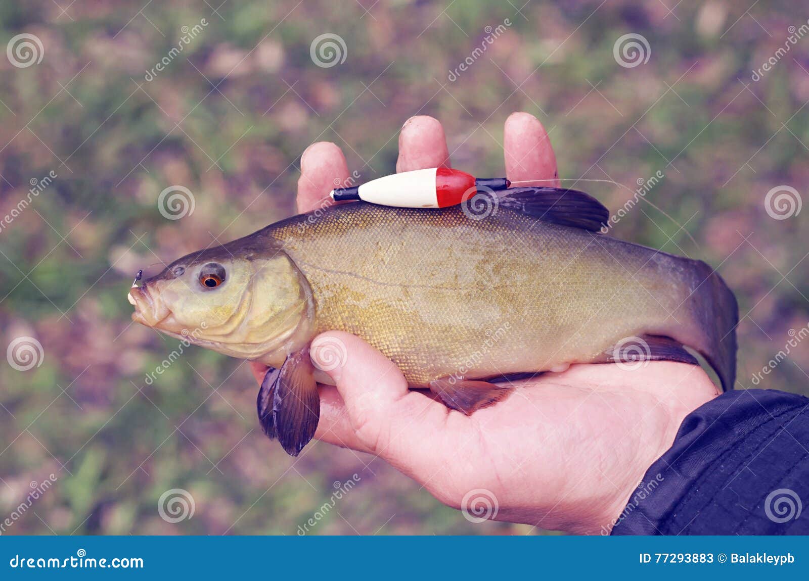Tench fish stock image. Image of activity, hand, nature - 77293883