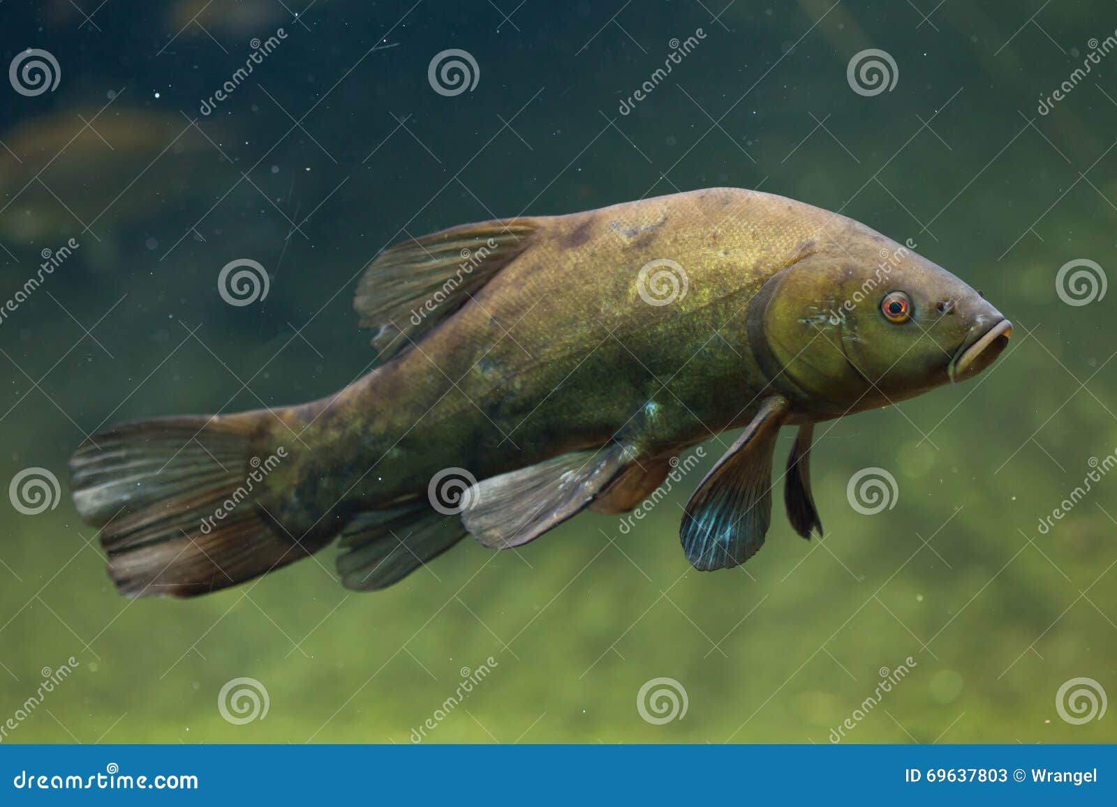 Tench (Tinca Tinca), Also Known As the Doctor Fish. Stock Image - Image of siberia, tinca: 69637803 Tench (Tinca Tinca), Also Known As the Doctor Fish. Stock Image - Image of siberia, tinca: 69637803
