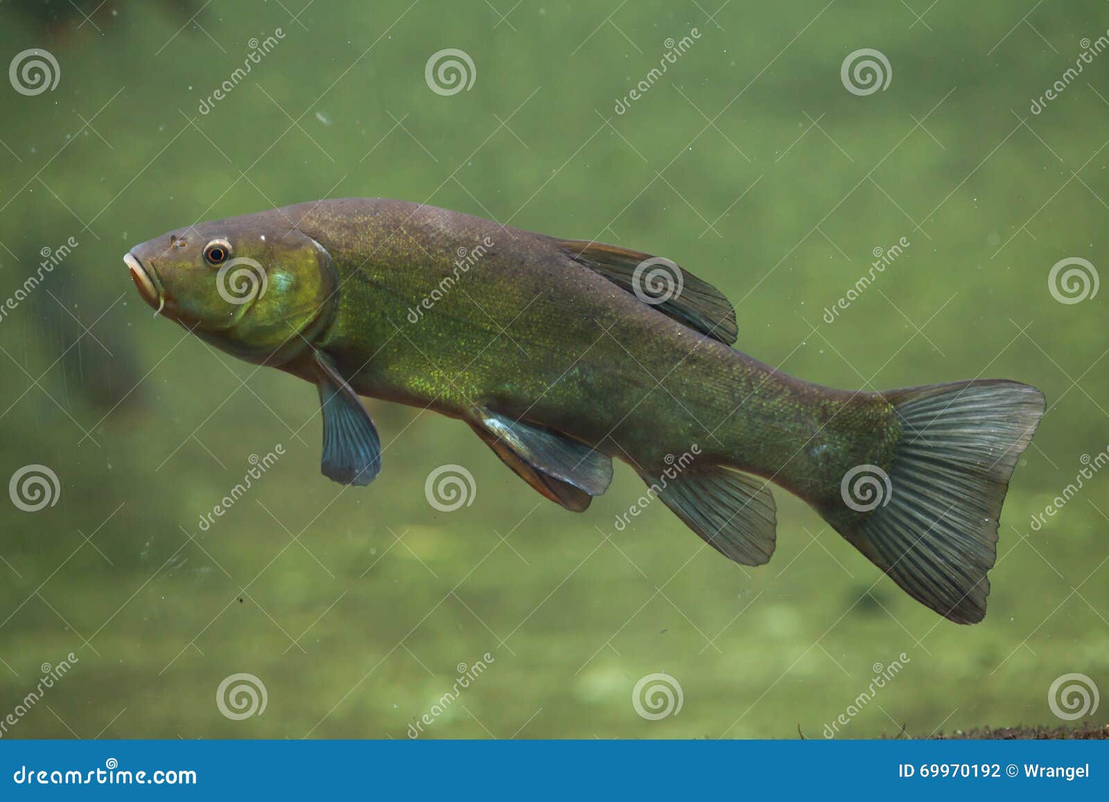 Tench (Tinca Tinca), Also Known As the Doctor Fish. Stock Photo - Image of  actinopterygii, nature: 69970192