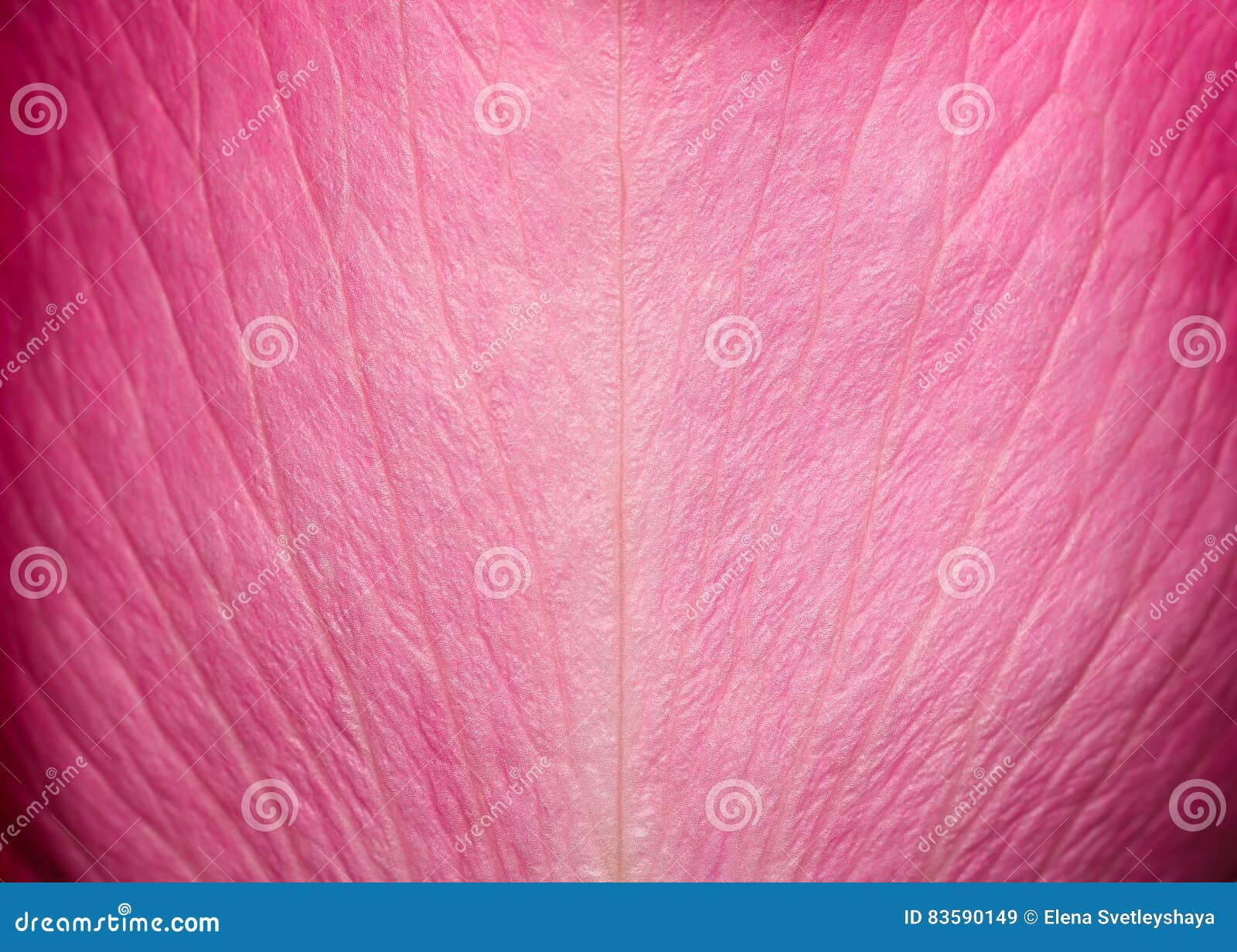 tender beautiful rose petal texture. pink rose petal close up. macro photo of natural rose petal texture.