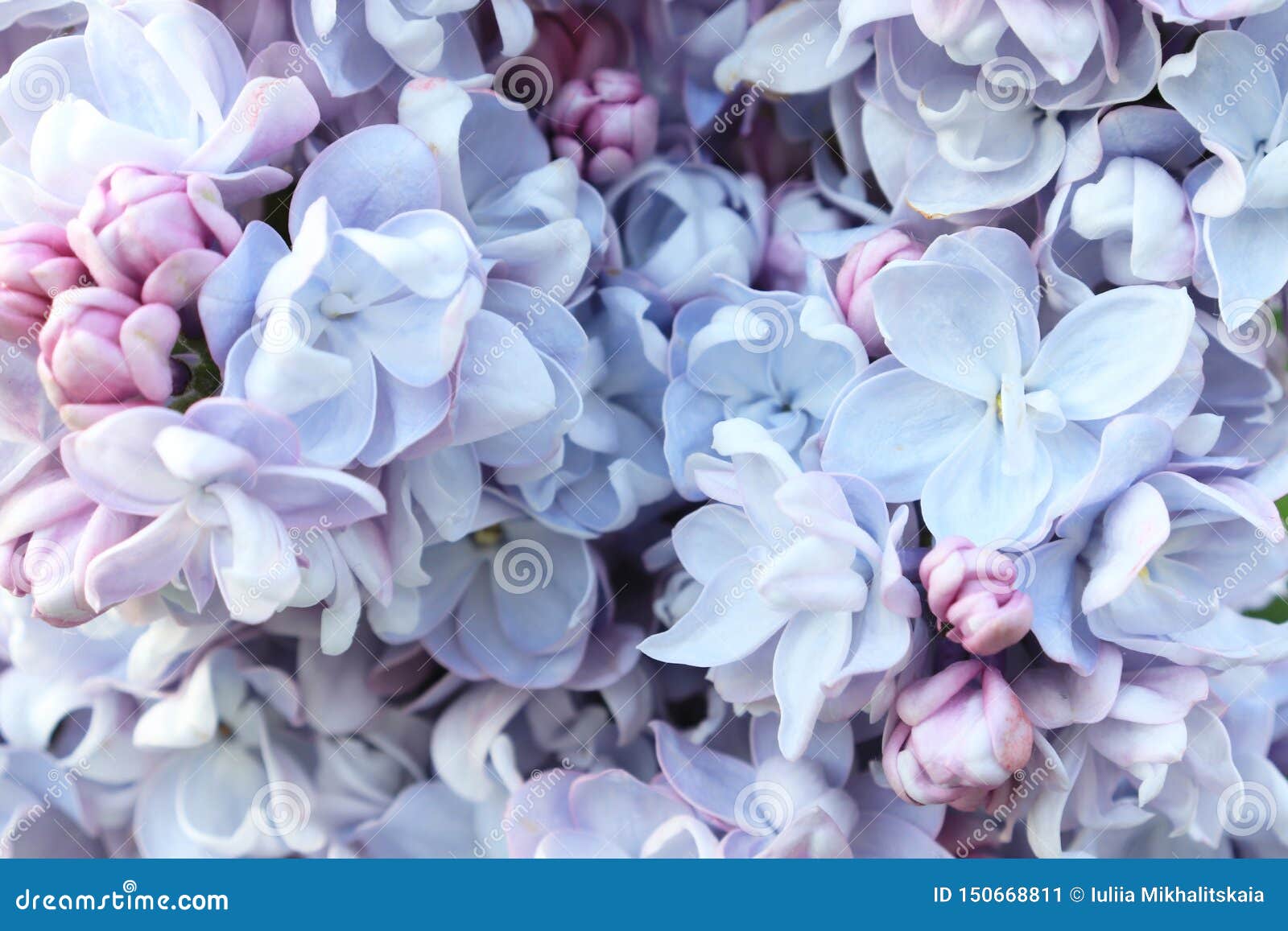 Tender Delicate Light Blue Lilac Flowers and Buds Close Up As a ...