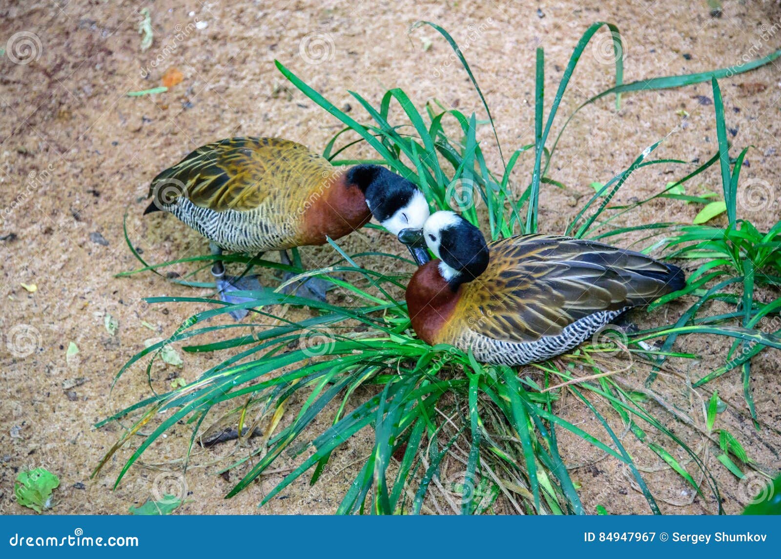 tender kissing white-faced whistling ducks in the grass in iguacu national park
