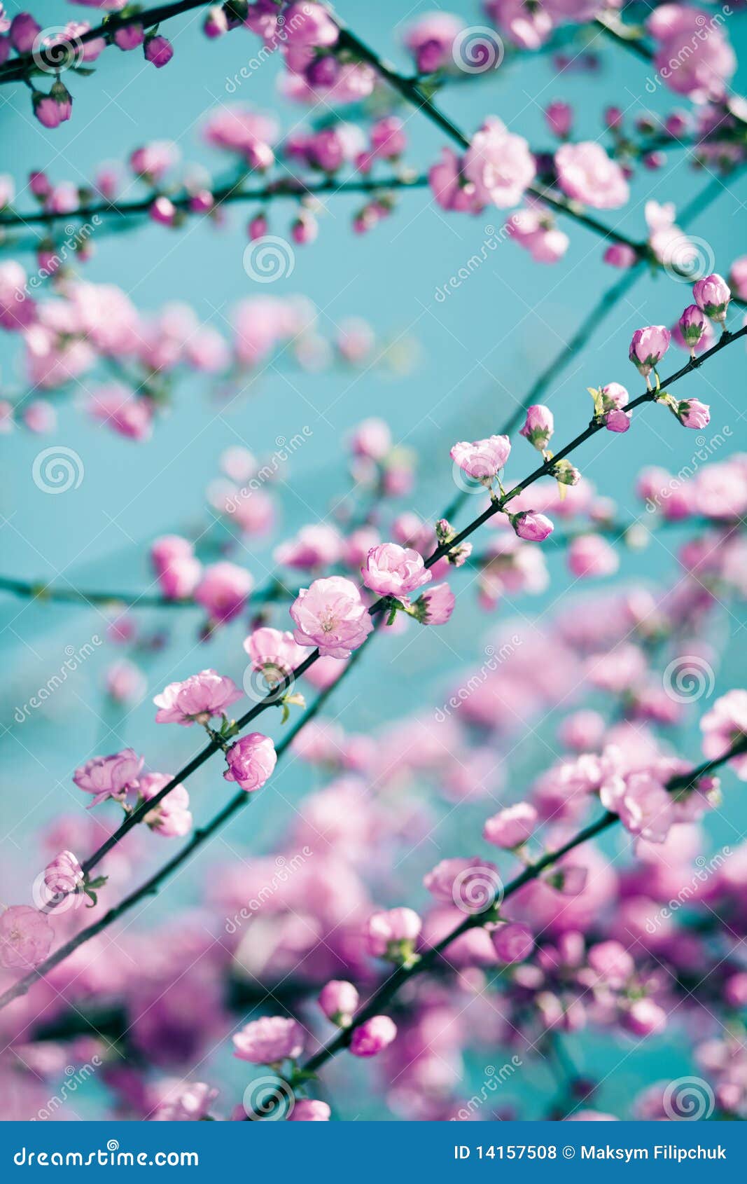 tender pink sakura background