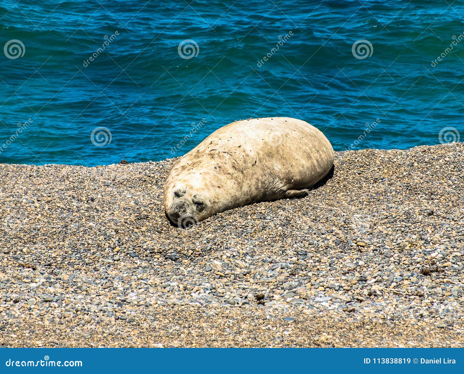 elephant seal resting on the beach