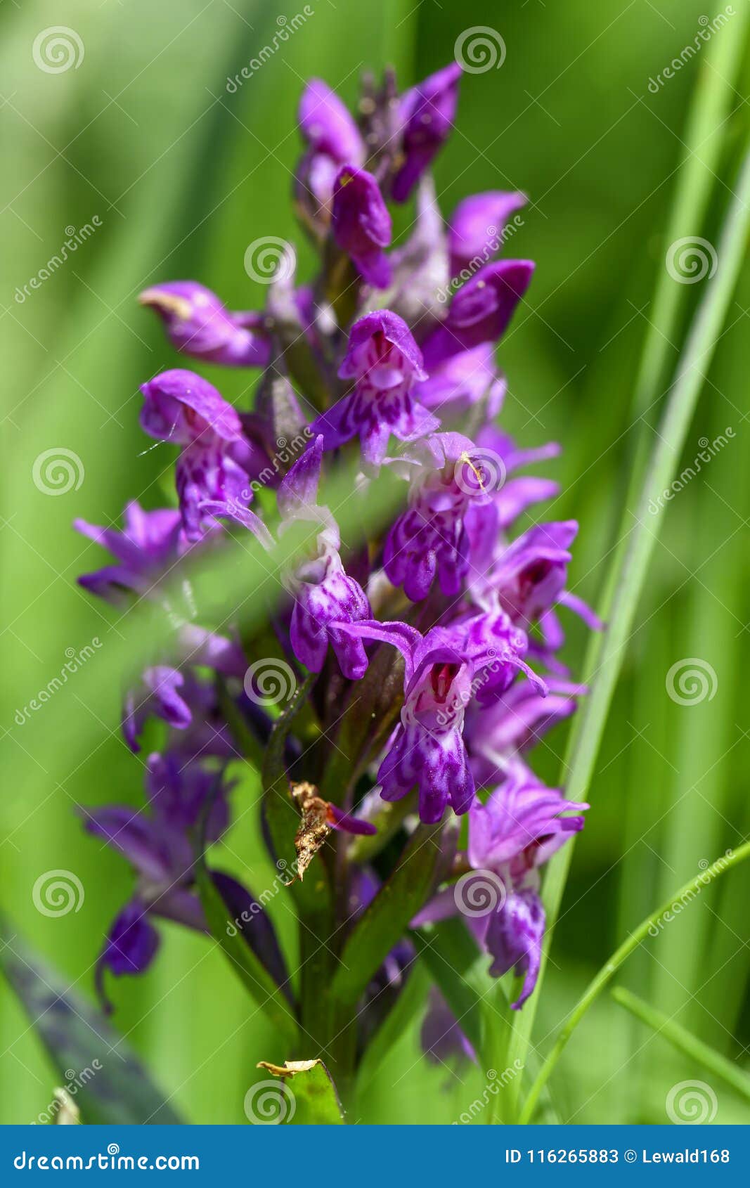 Spring flowers orchid stock image. Image of blossom 116265883