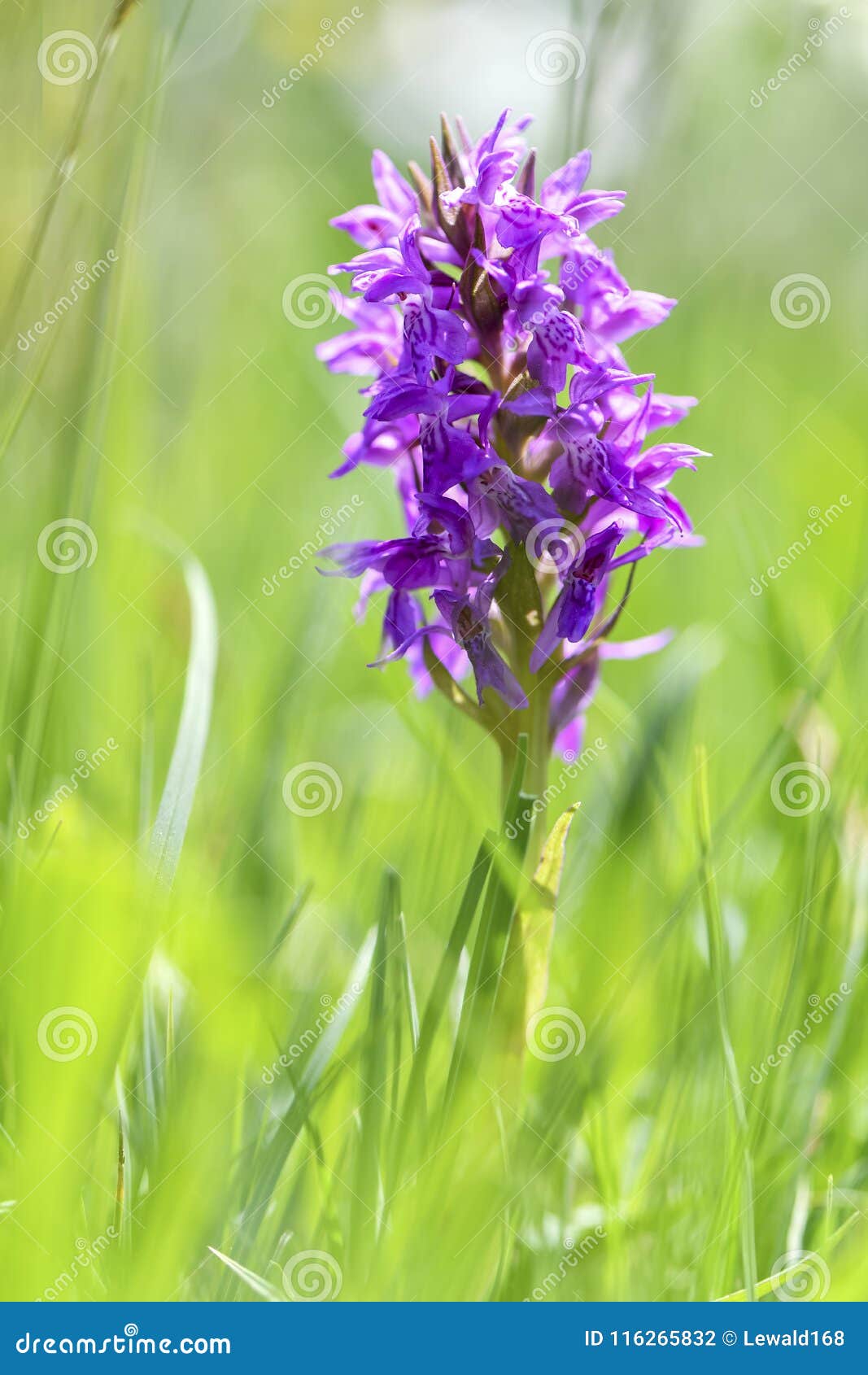 Spring flowers orchid stock photo. Image of orchid, water 116265832