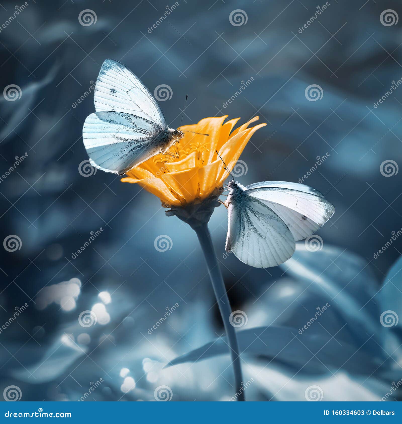 tender white butterflies on a yellow flower in a summer garden on a blue background. artistic summer background.