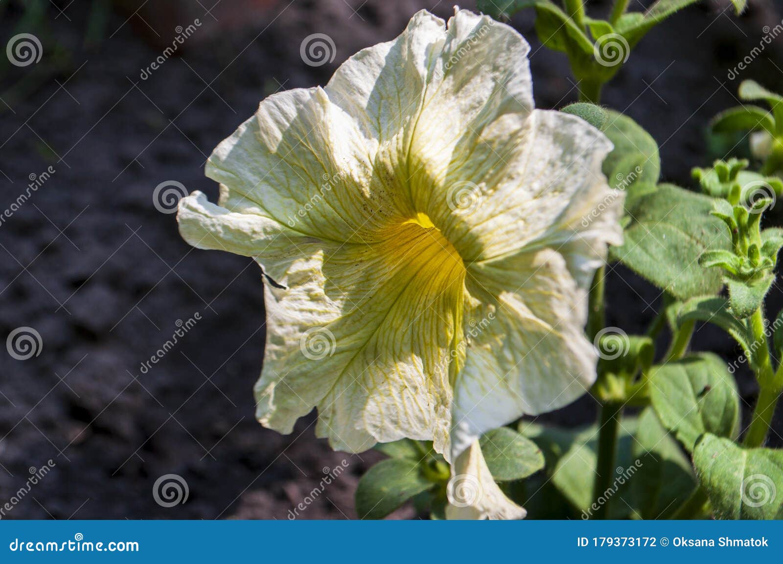 Tender White And Yellow Petunia Flowers Are Blossom In The Garden On The Dark Background Stock Photo Image Of Flavour Essence 179373172