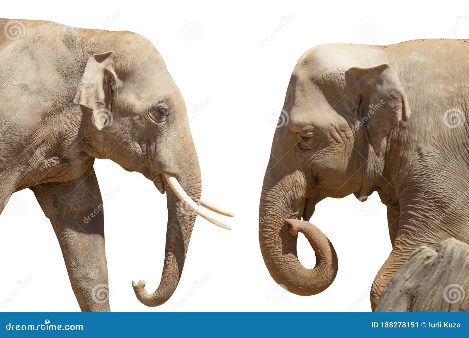 Tenderness and Love between Male and Female Elephants. Animal