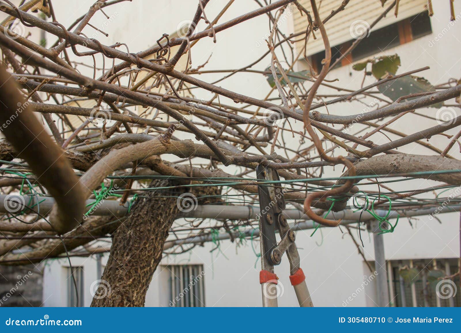 tending to nature's bounty: manual pruning of kiwi tree