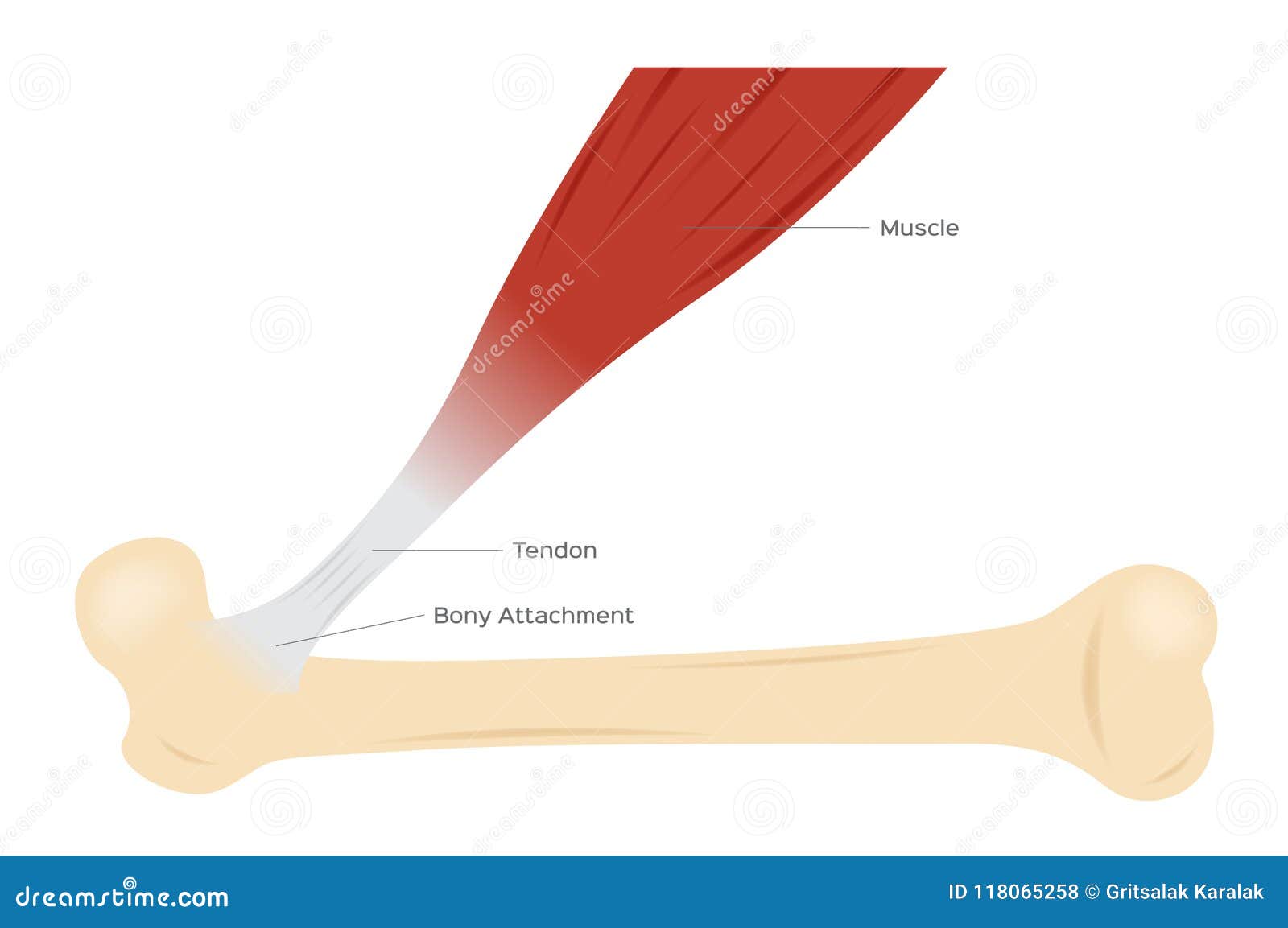 tendon muscle and bone anatomy