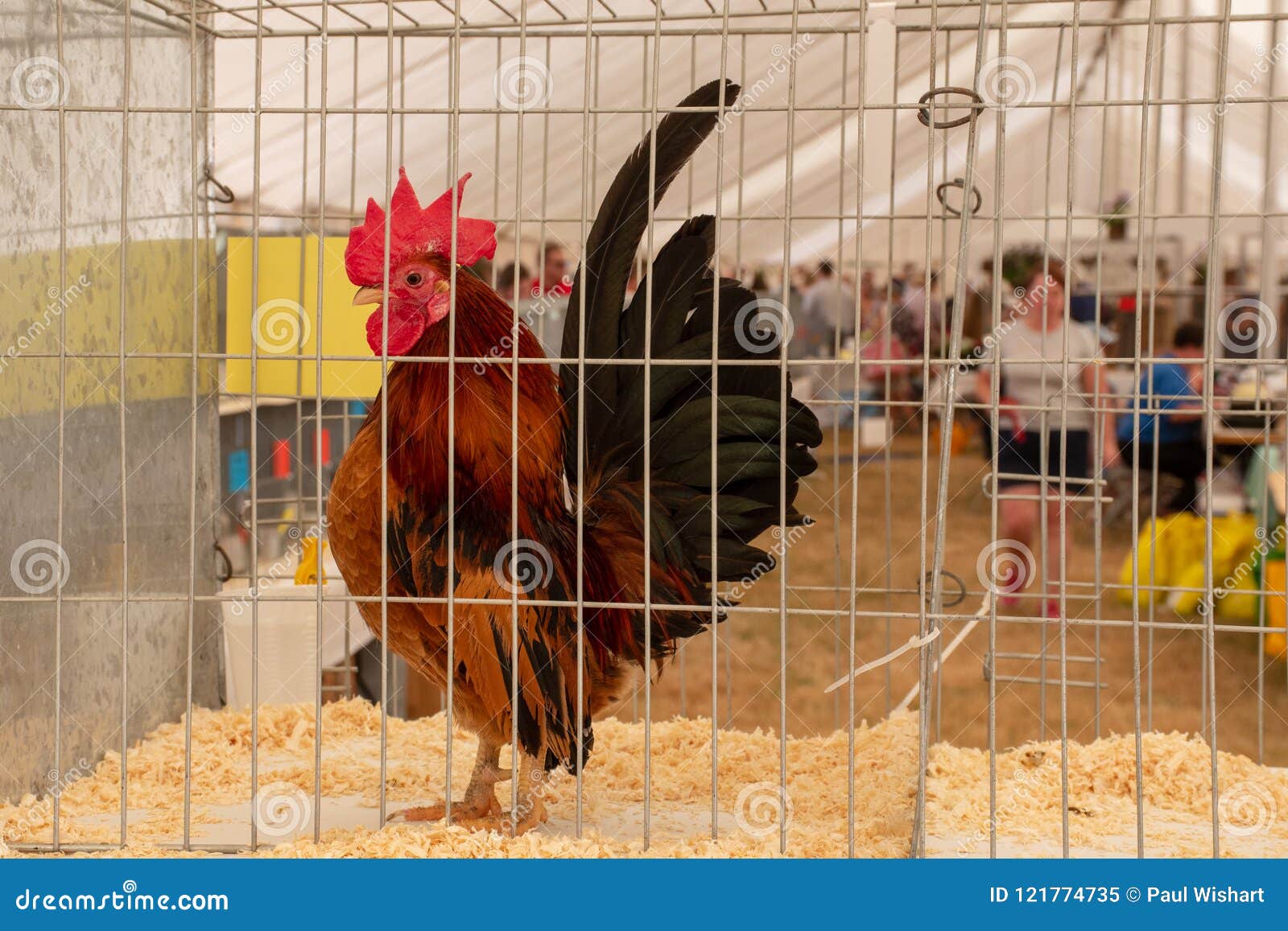 Chicken In Cage At Agricultural Show Editorial Image Image Of