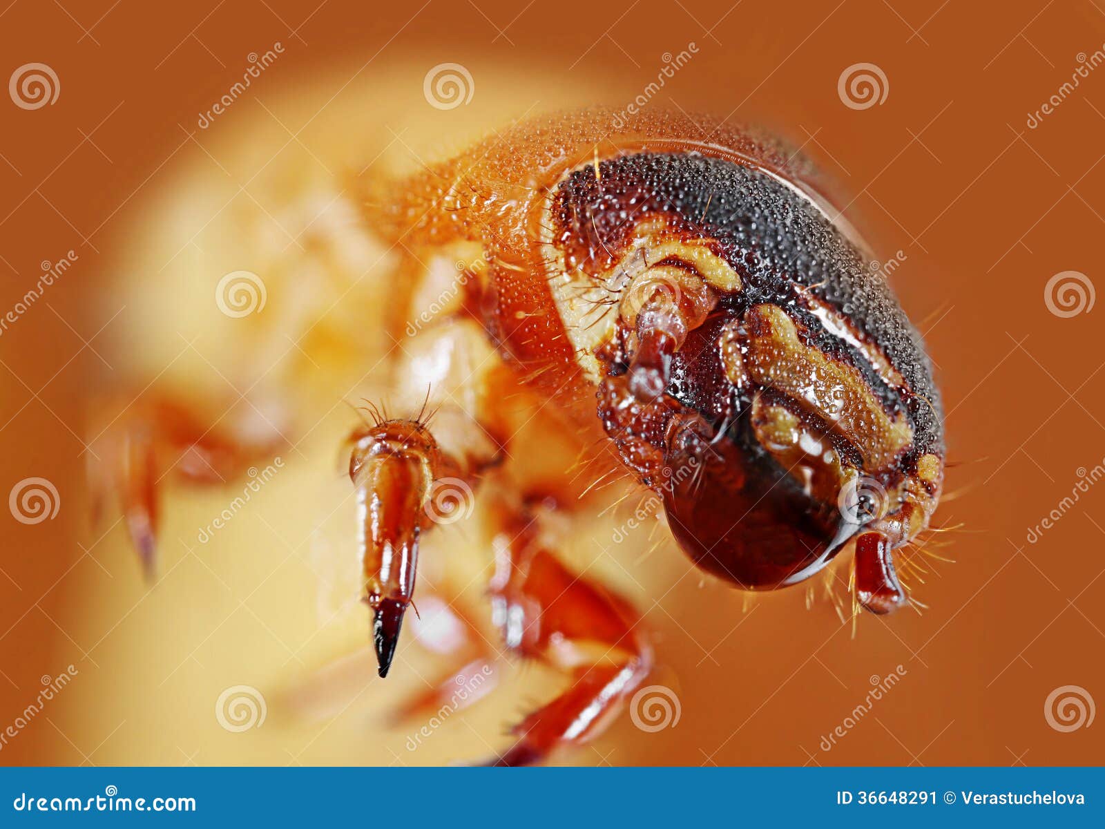 Tenebrio Molitor Mealworm Stock Image Image of beetle, small 36648291