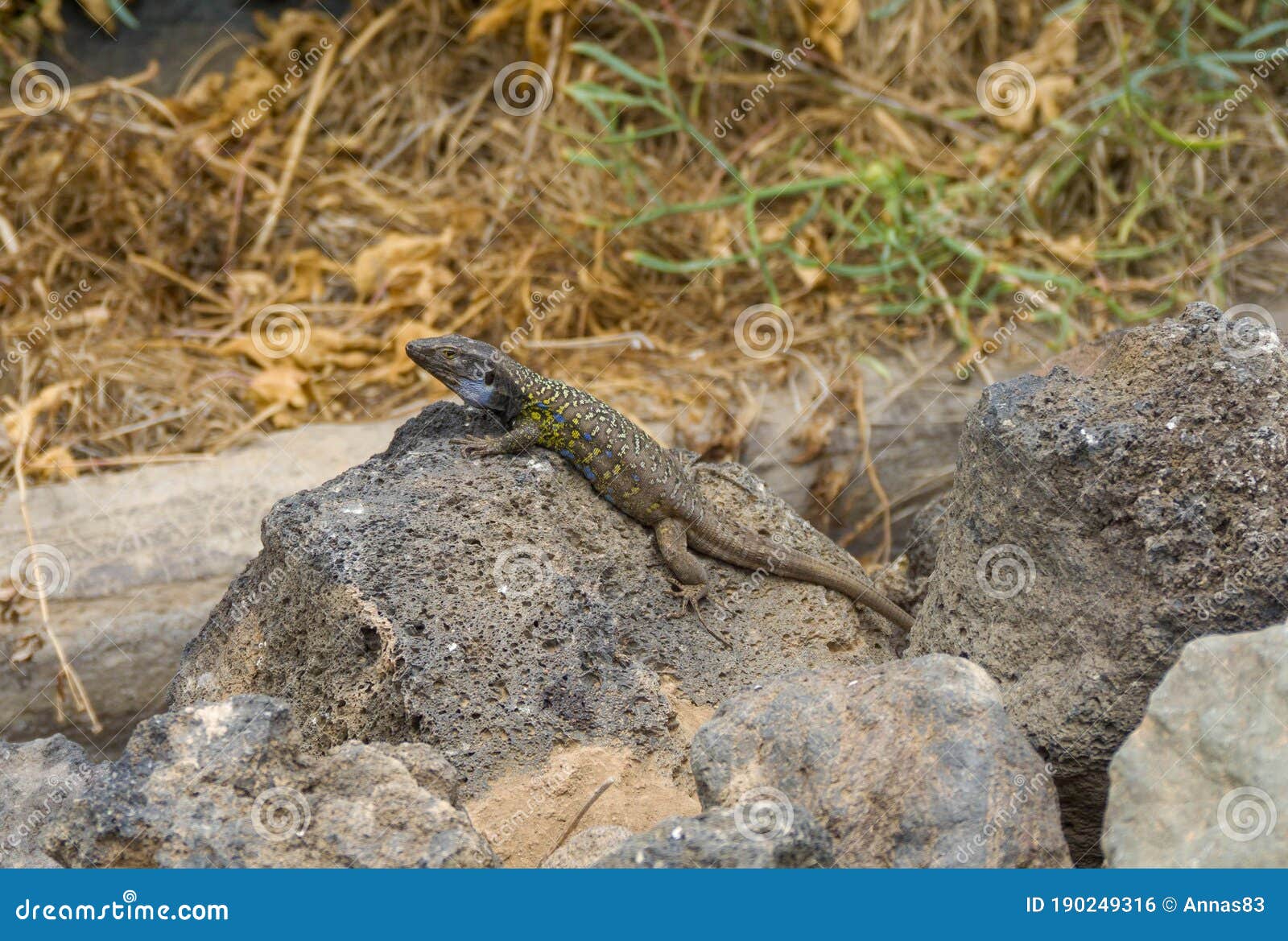 tenerife lizard or western canarien lizard, tizon, gallotia galloti on volcanic stones in the north of tenerife, canary islands, s