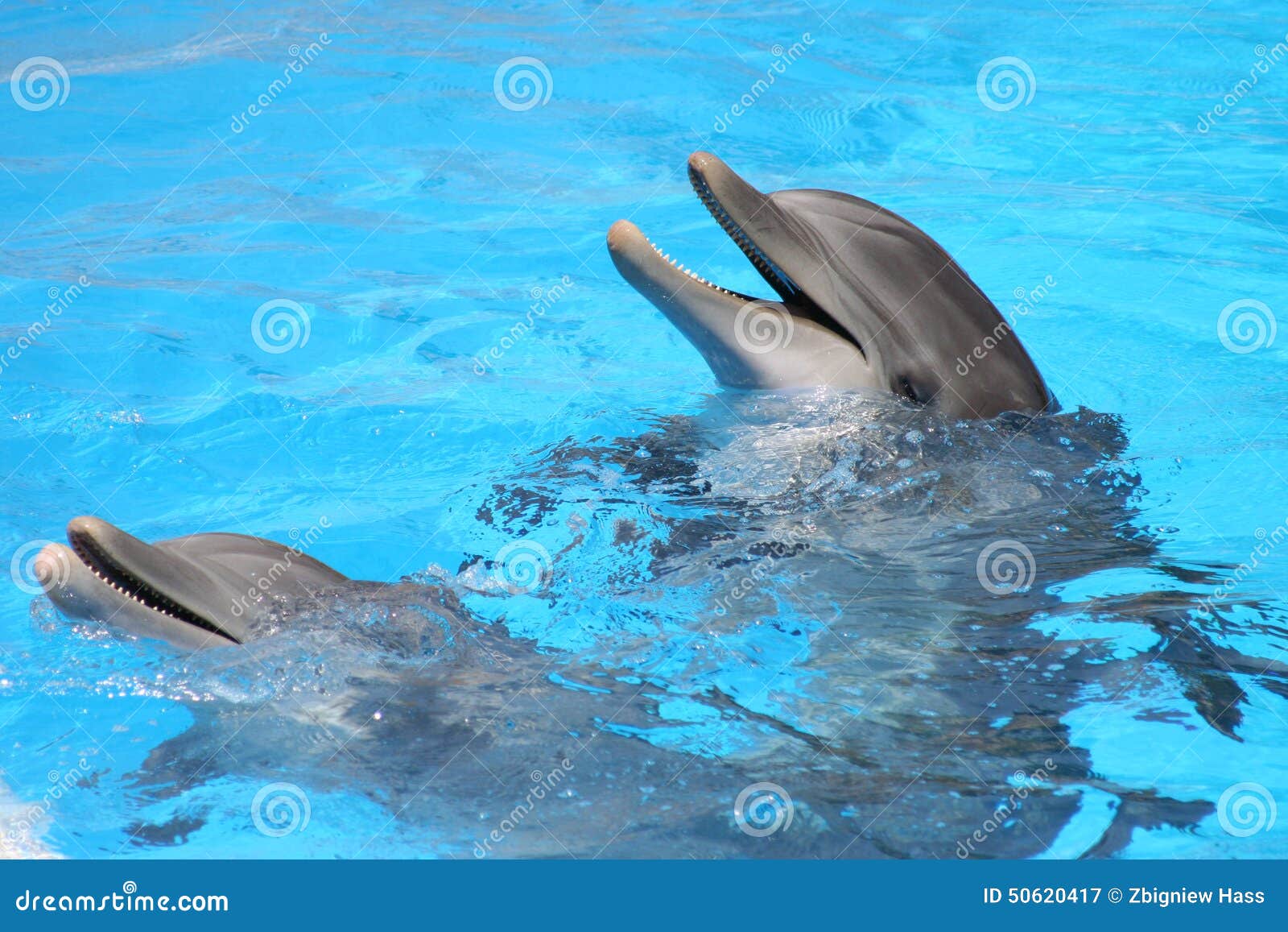 tenerife loro parque