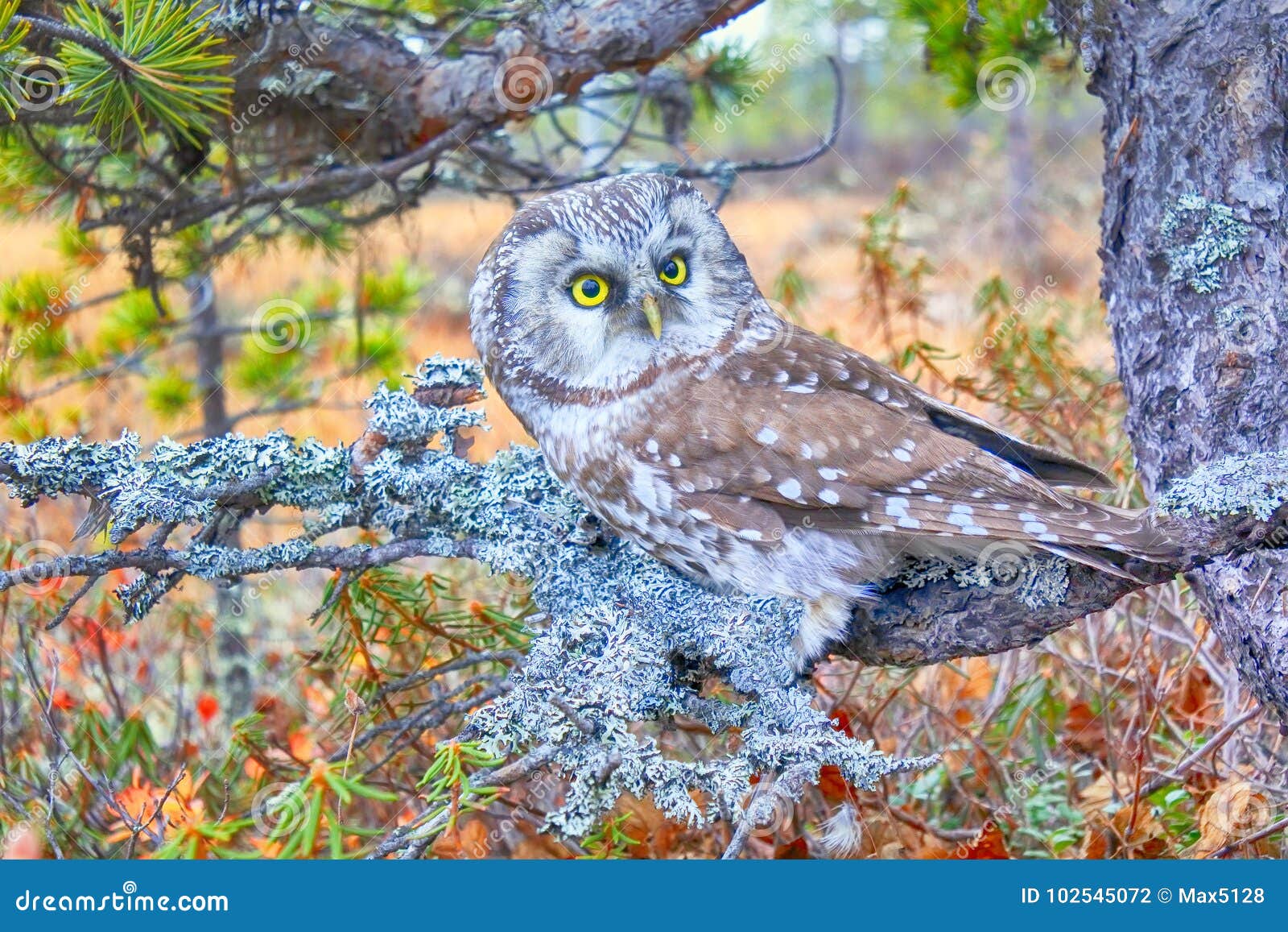tengmalm`s owl near nest