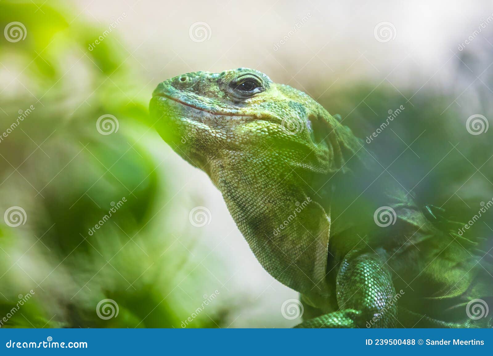 tenosaura bakeri or utila spiny-tailed iguana, baker`s spinytail iguana, swamper or wishiwilly del suampo