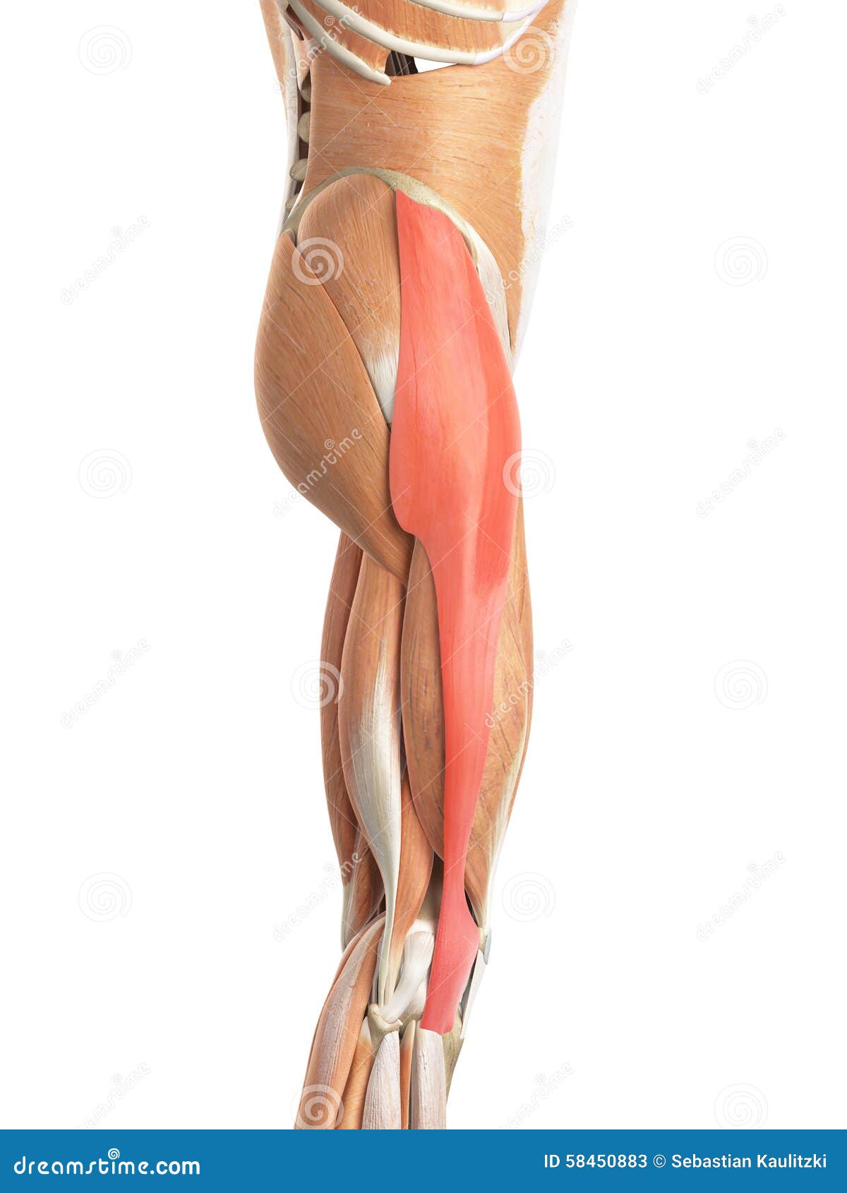 The tensor fascia lata stock illustration. Illustration of health